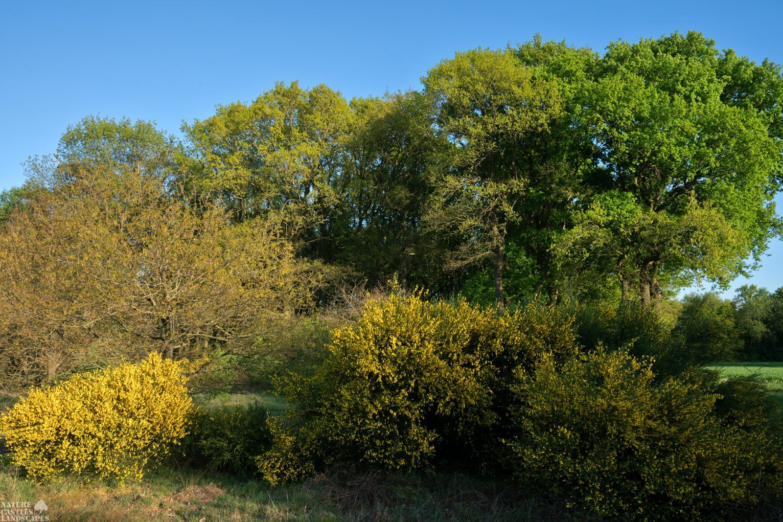 spring  in the forest
