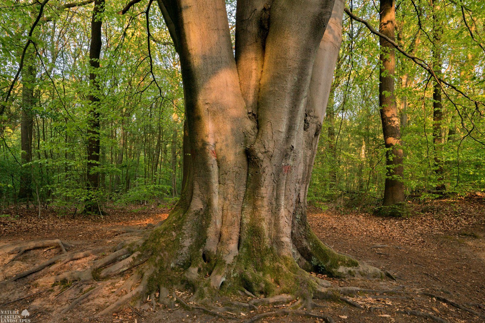 wonderful beech in the forest