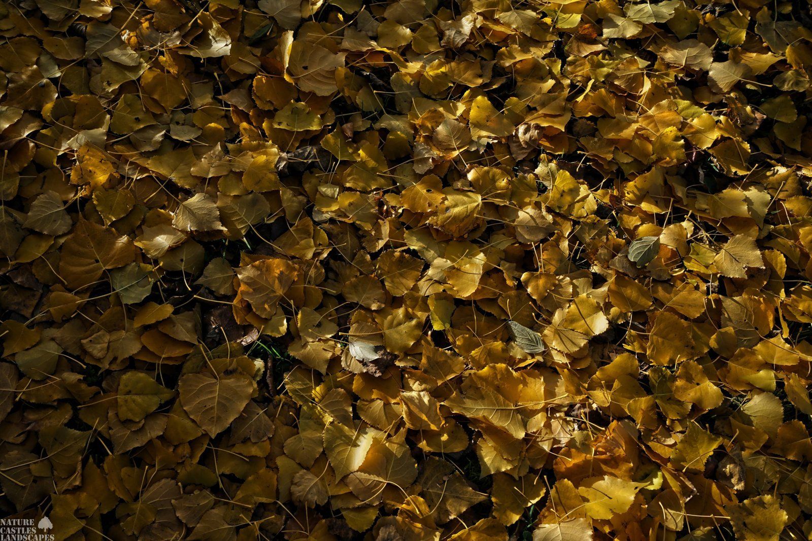 herbstlaub