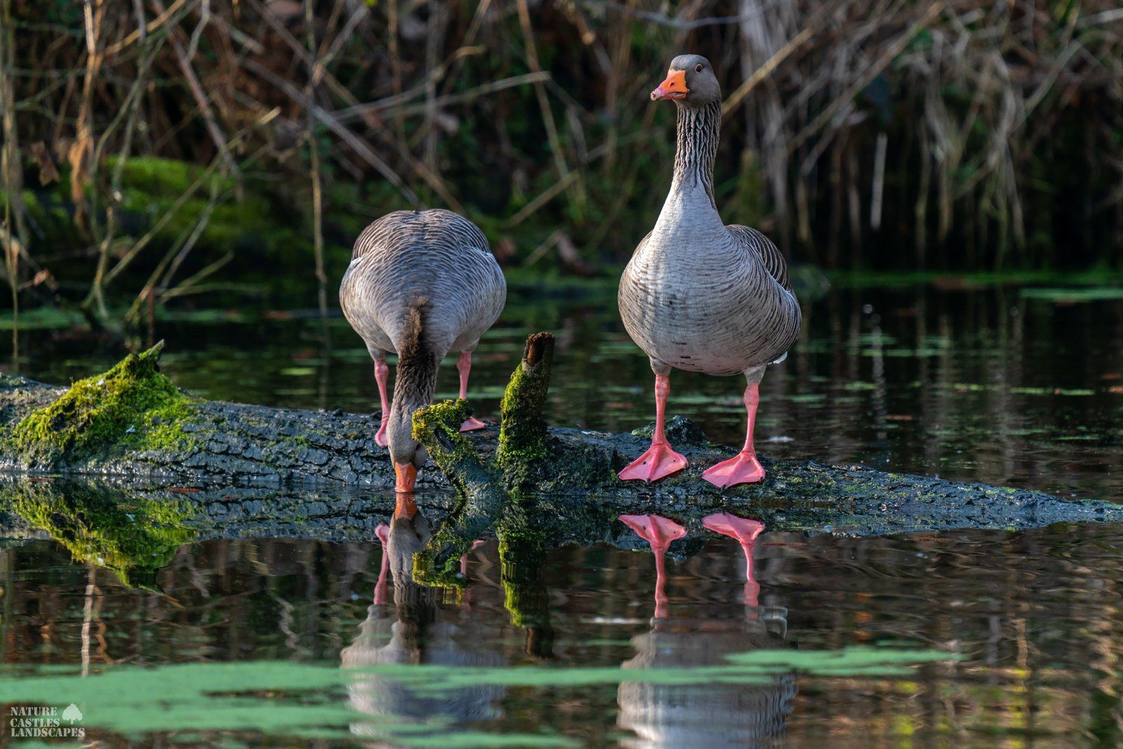 Anser anser picture of two greylag goose