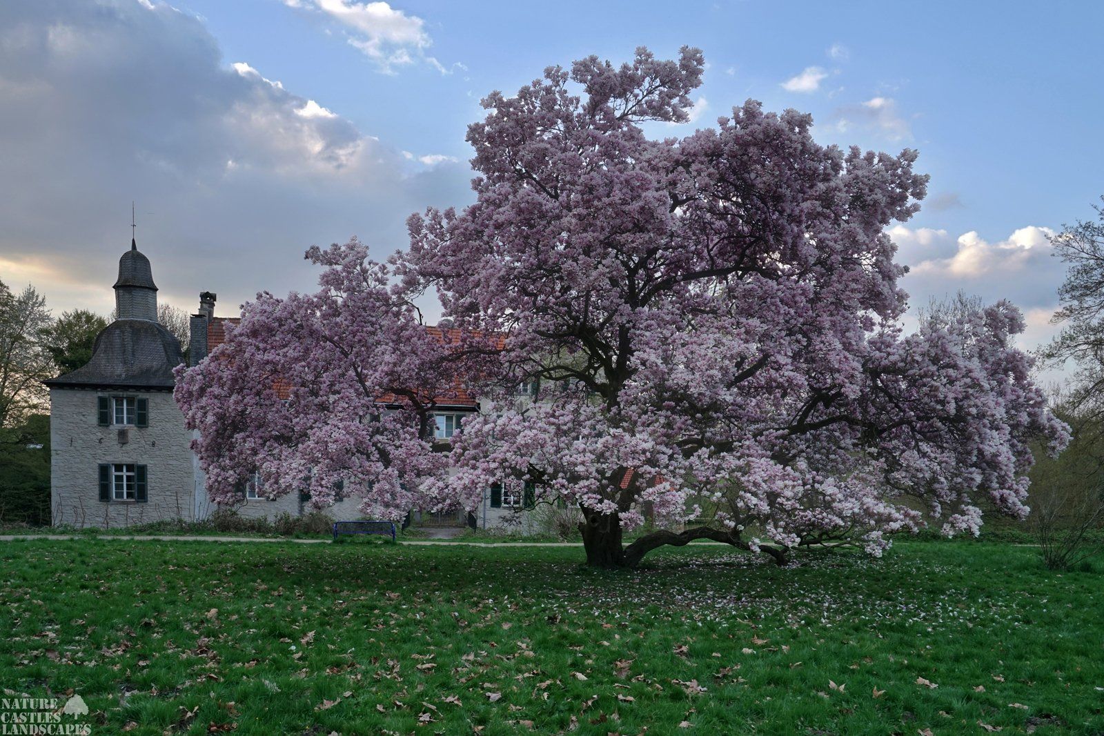 uralte magnolie vor haus dellwig