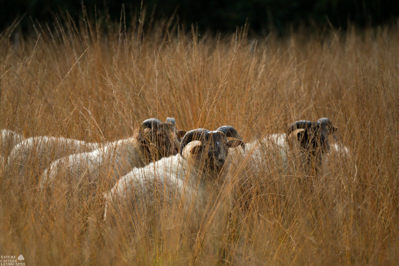 Rhododendron picture of a red Rhododendron