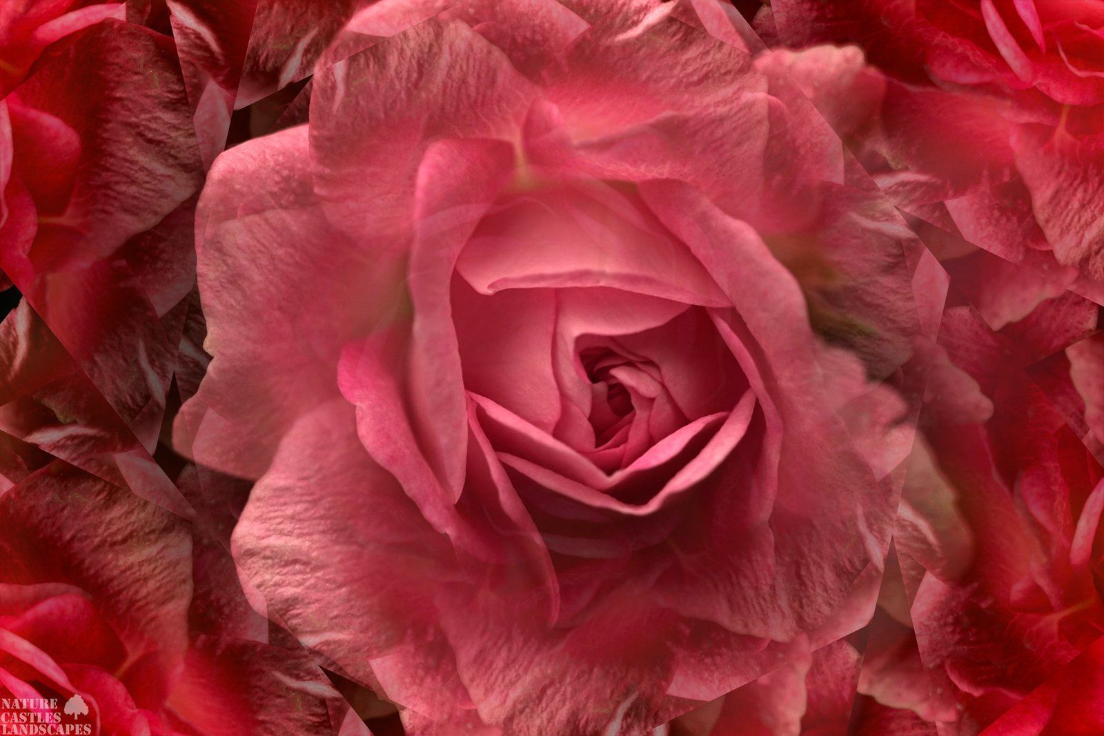 rose kaleidoskop