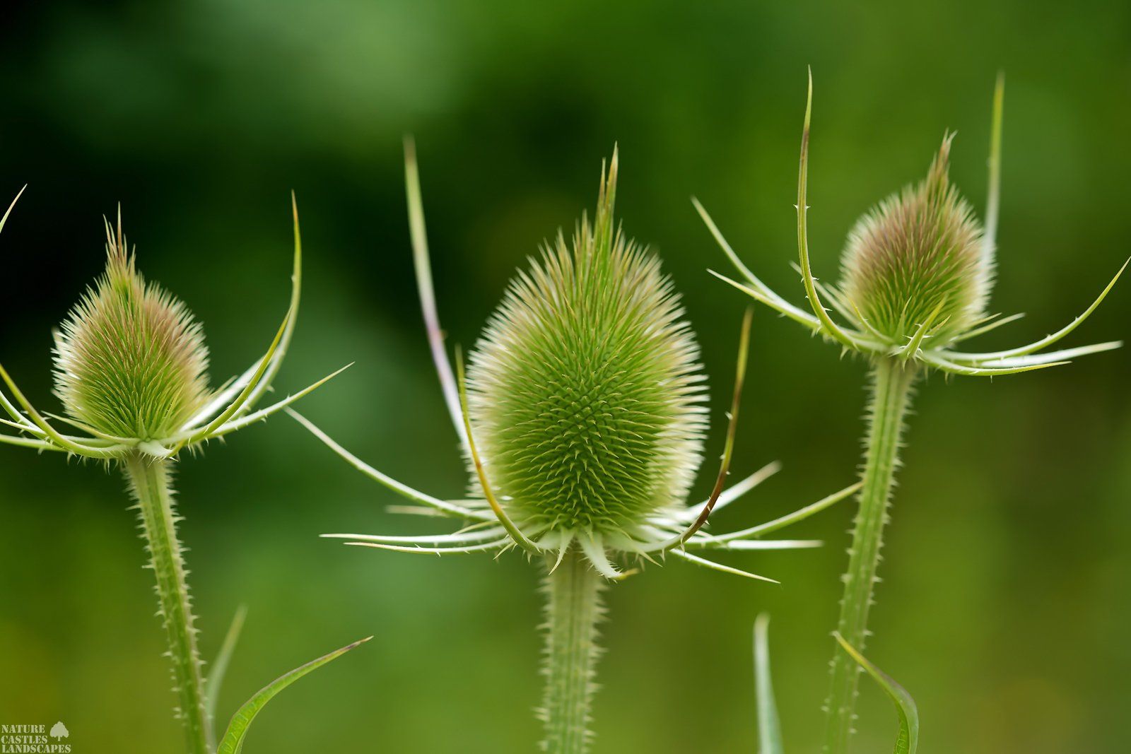 Dipsacus fullonum picture of a meadow plant