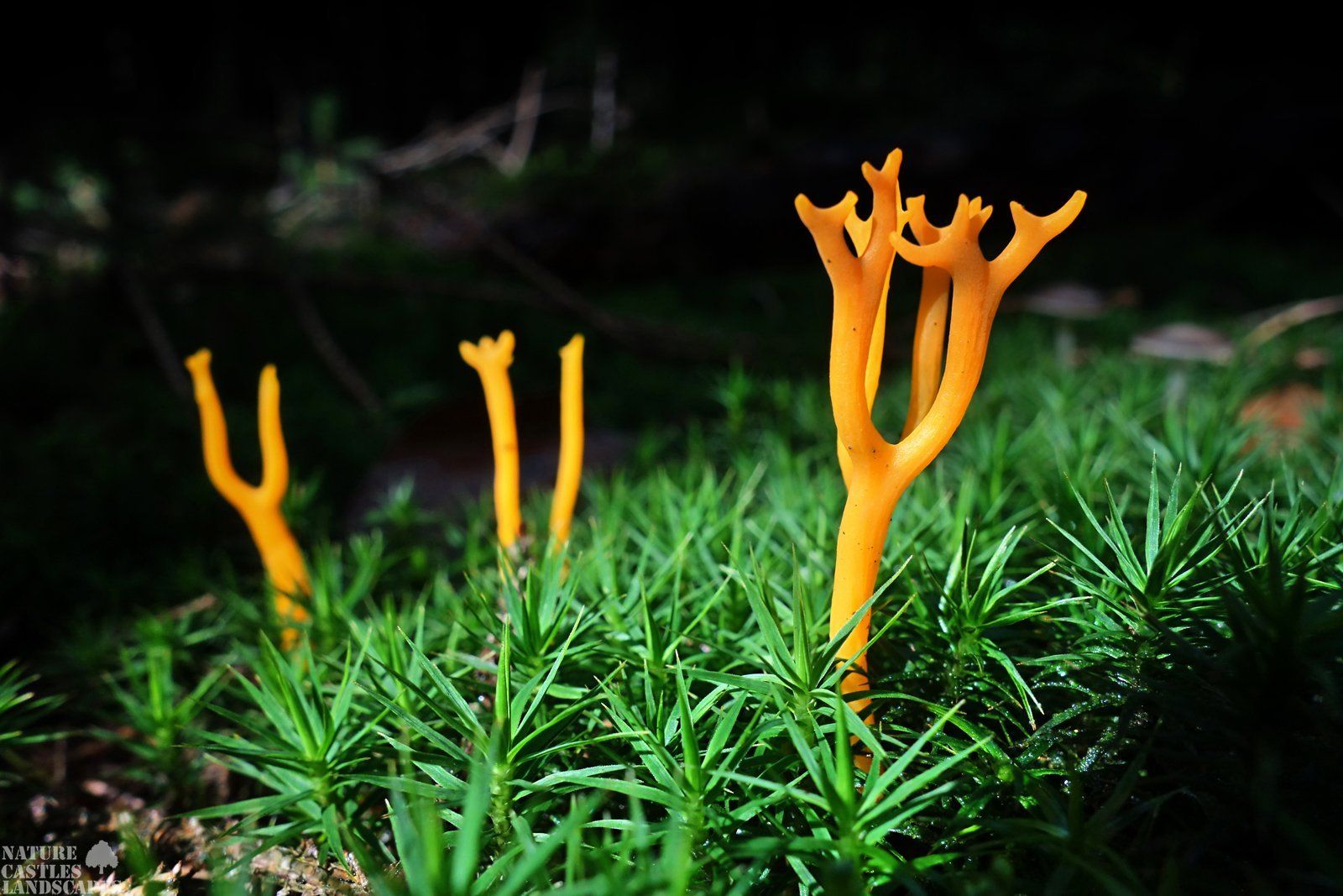 Clavaria spec. auf Sternmoos