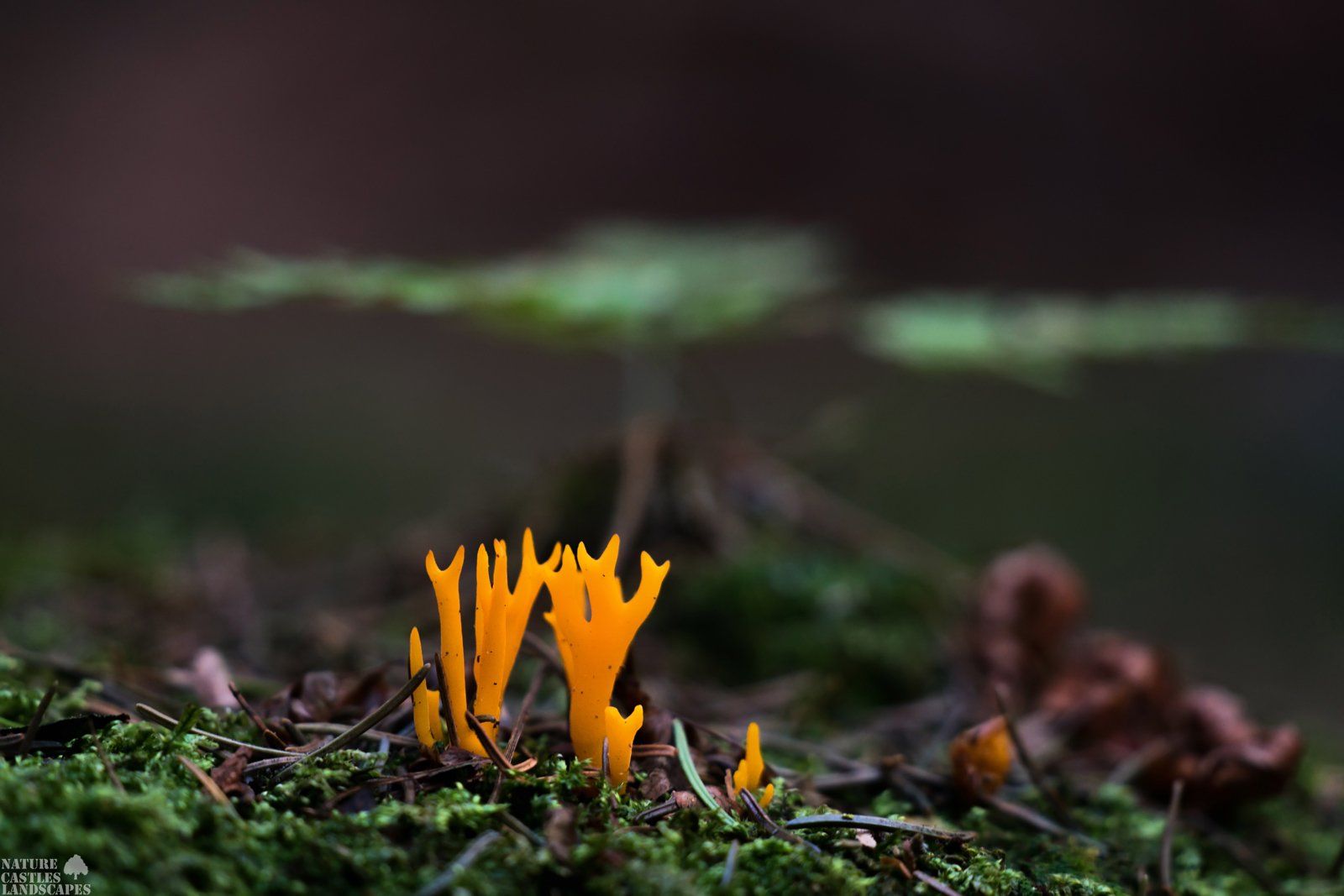 Clavaria spec. , deep in the forest