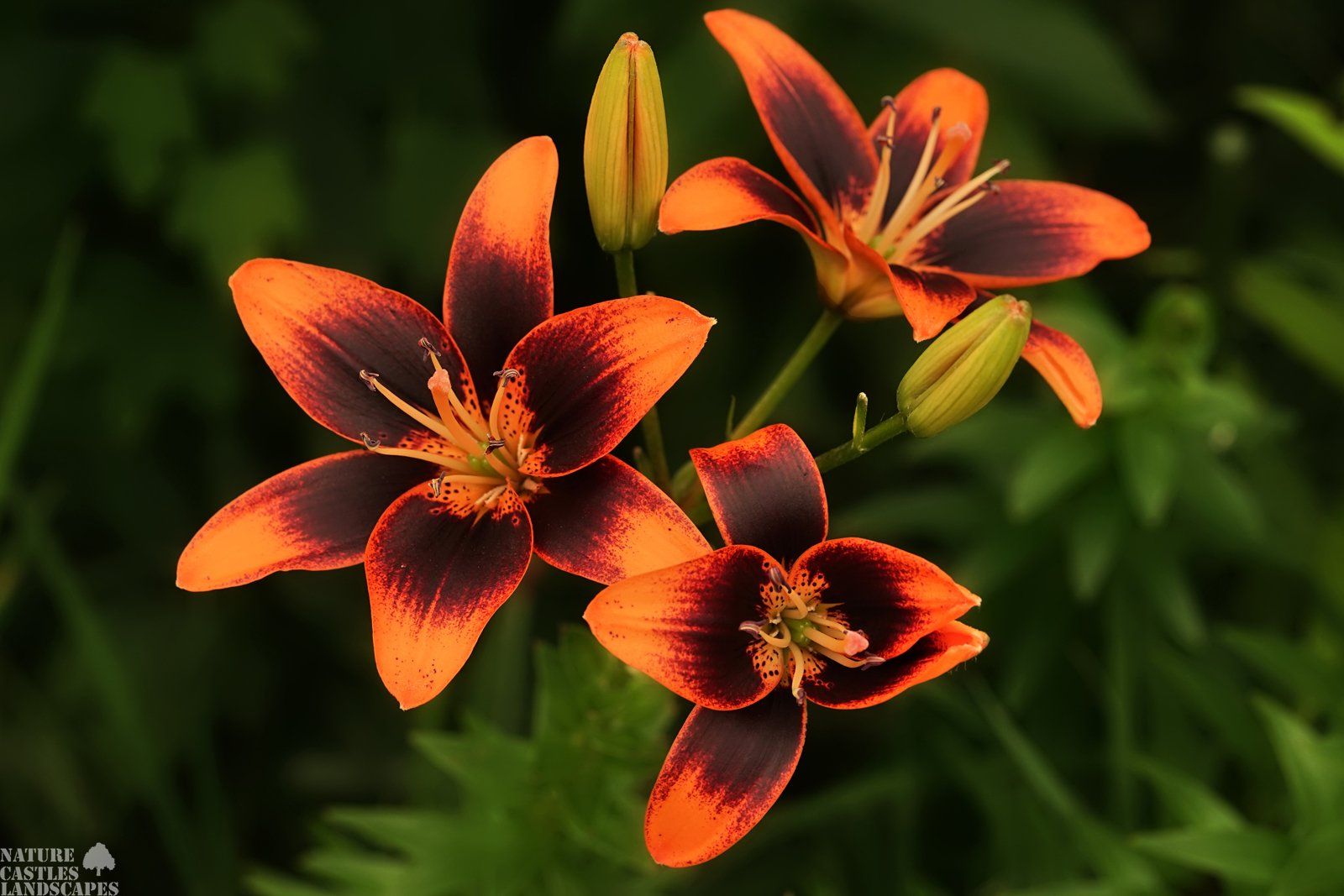 Lilium Asian hybrid