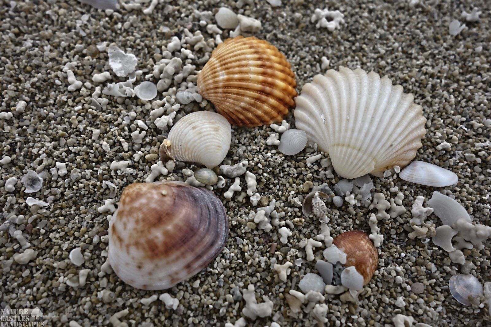 muscheln am strand