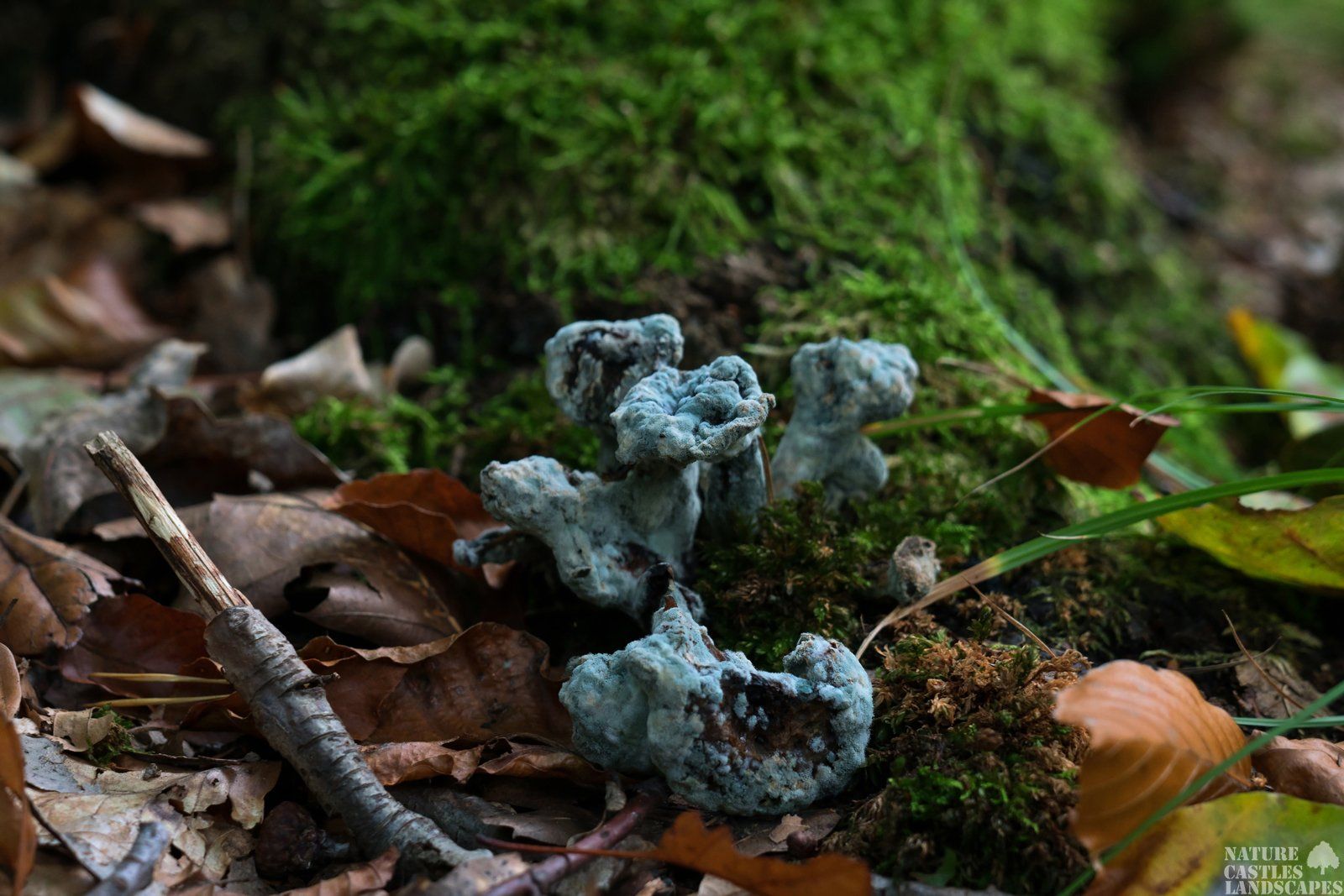 blau verschimmelter pilz