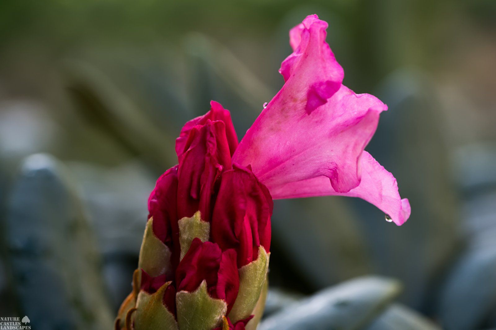 Erste Rhododendronbluete