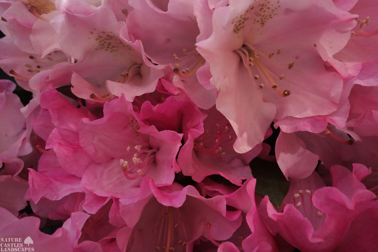 Rhododendron pastellfarbene blueten