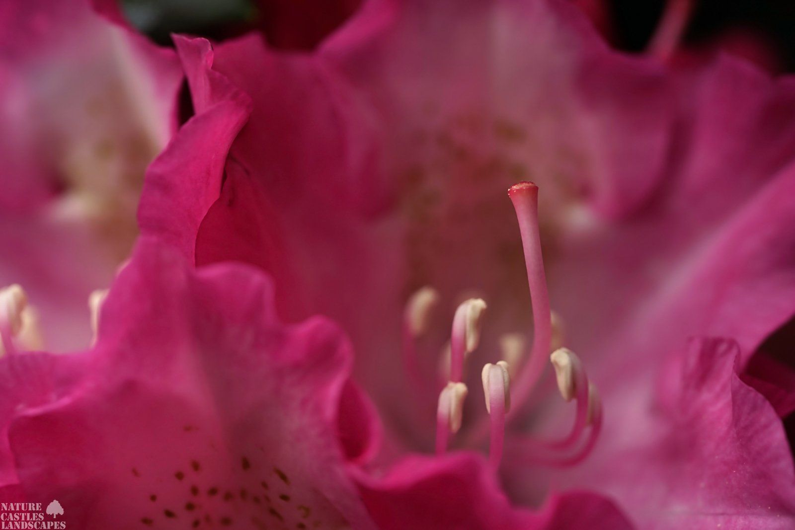 Bluete mit Stigma and Stamens