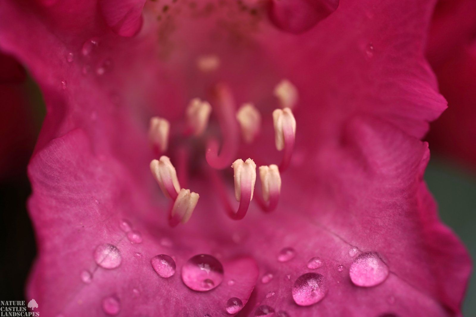 Tropfen auf dem Bluetenblatt