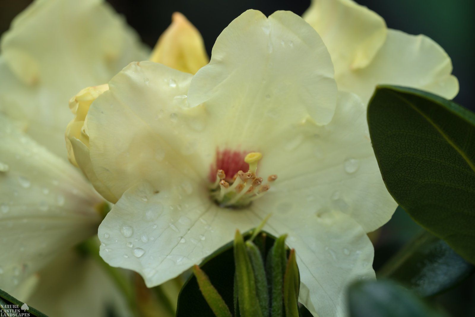 cremefarbene Rhododendronbluete