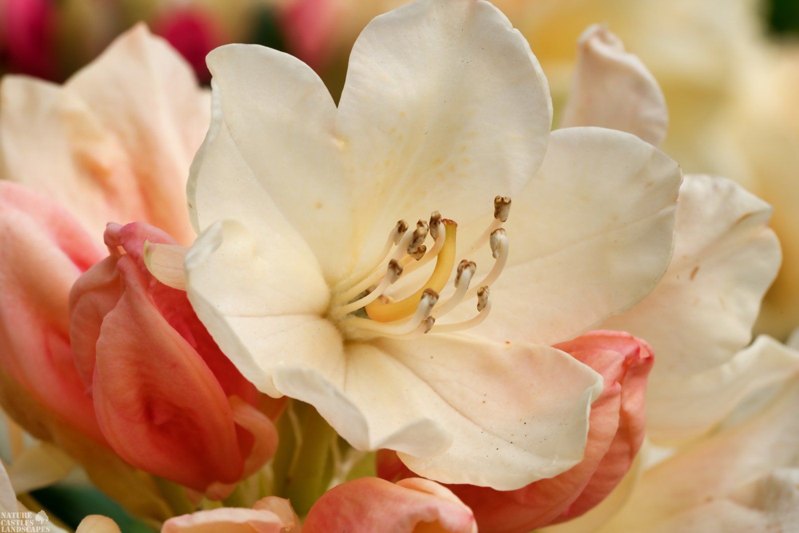 cremefarbene Schoenheit