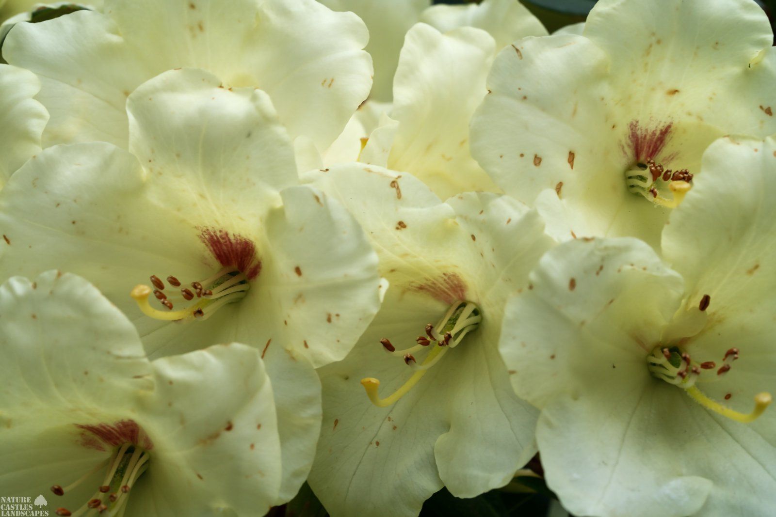 Endsurt der Bluehsaison