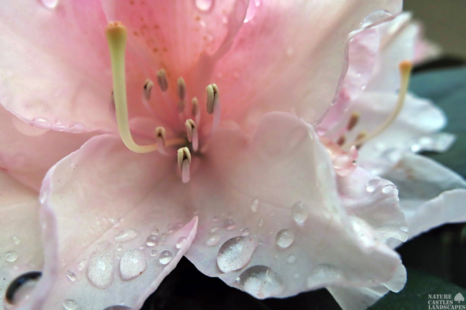 Wassertropfen wie Diamanten