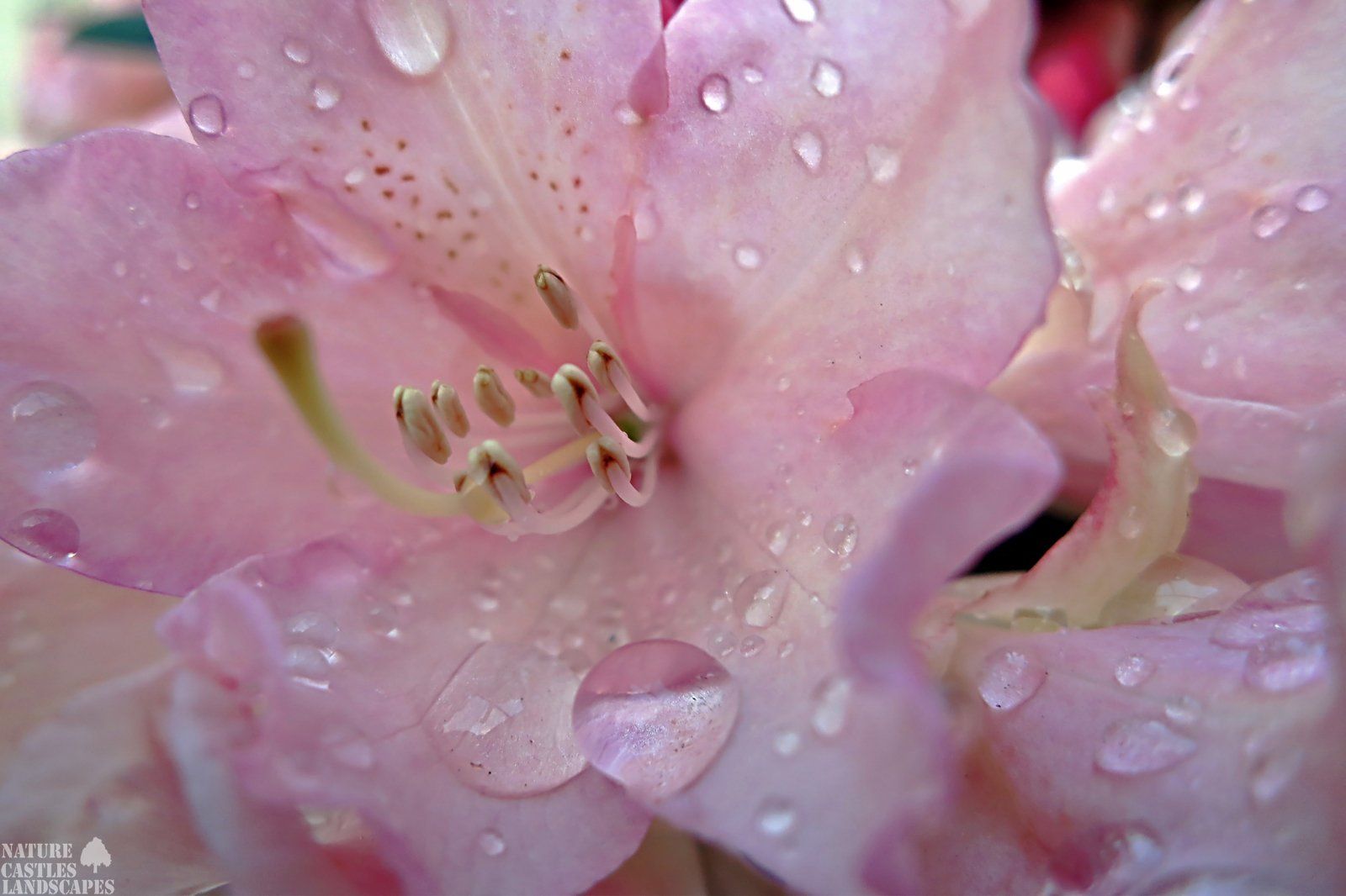 Regentropfen auf rosa Rhododendronbluete