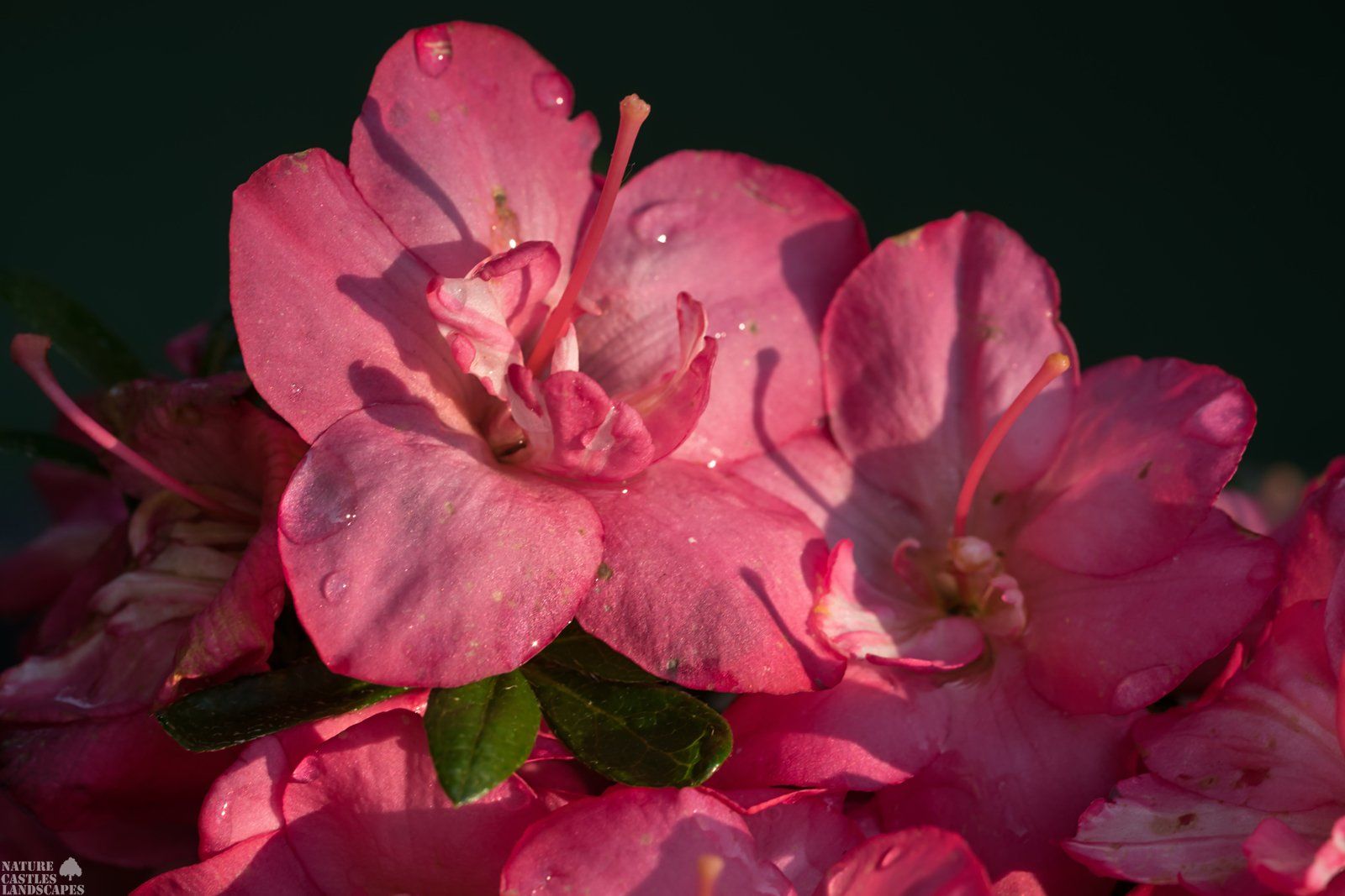 Blueten der Rhododendron japonicum