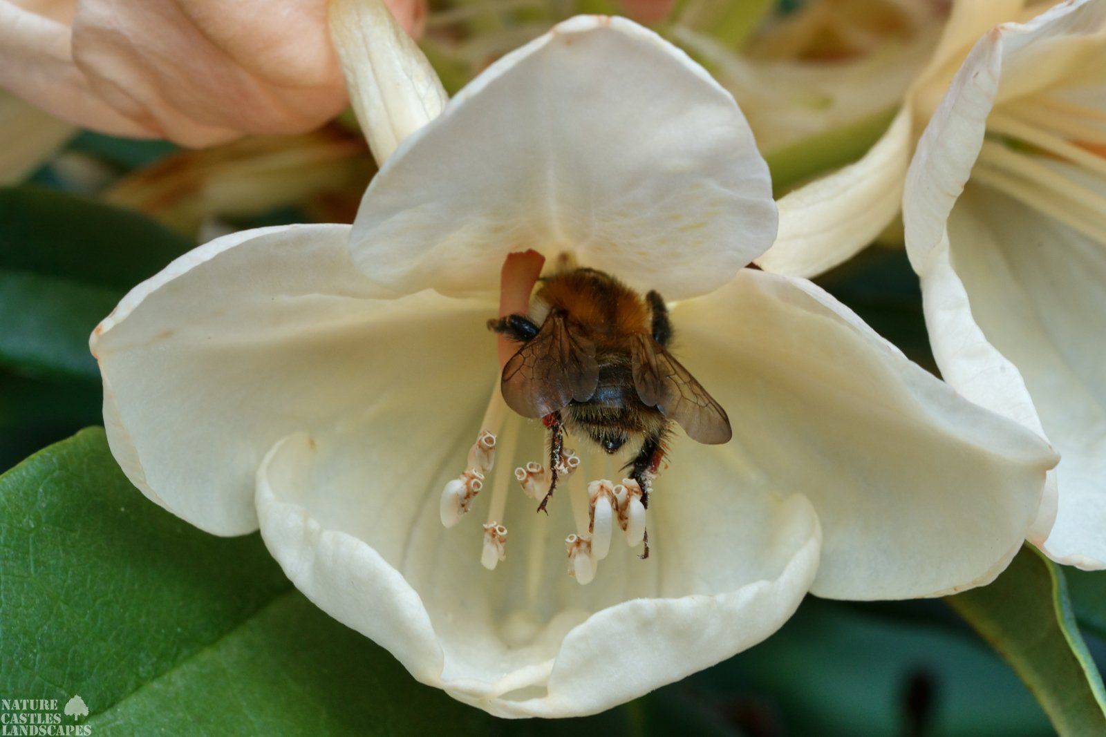 Biene in einer Rhododendrenbluete