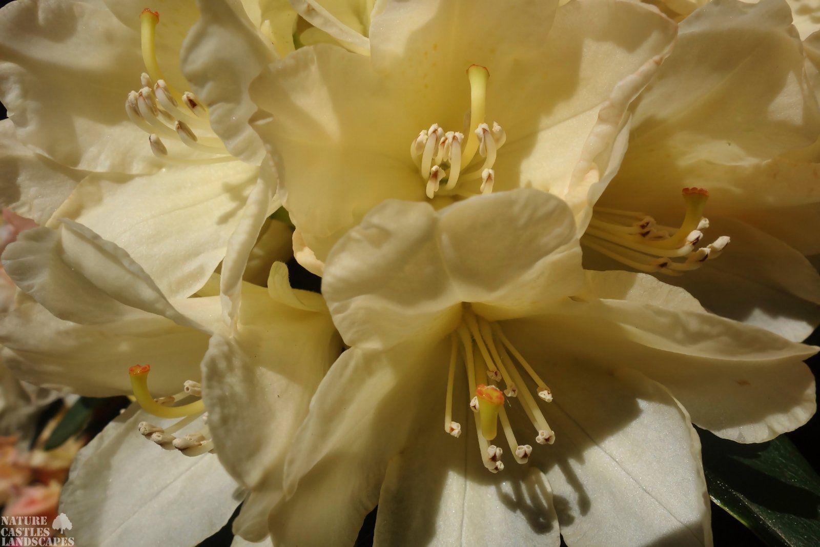 cremefarbene blueten