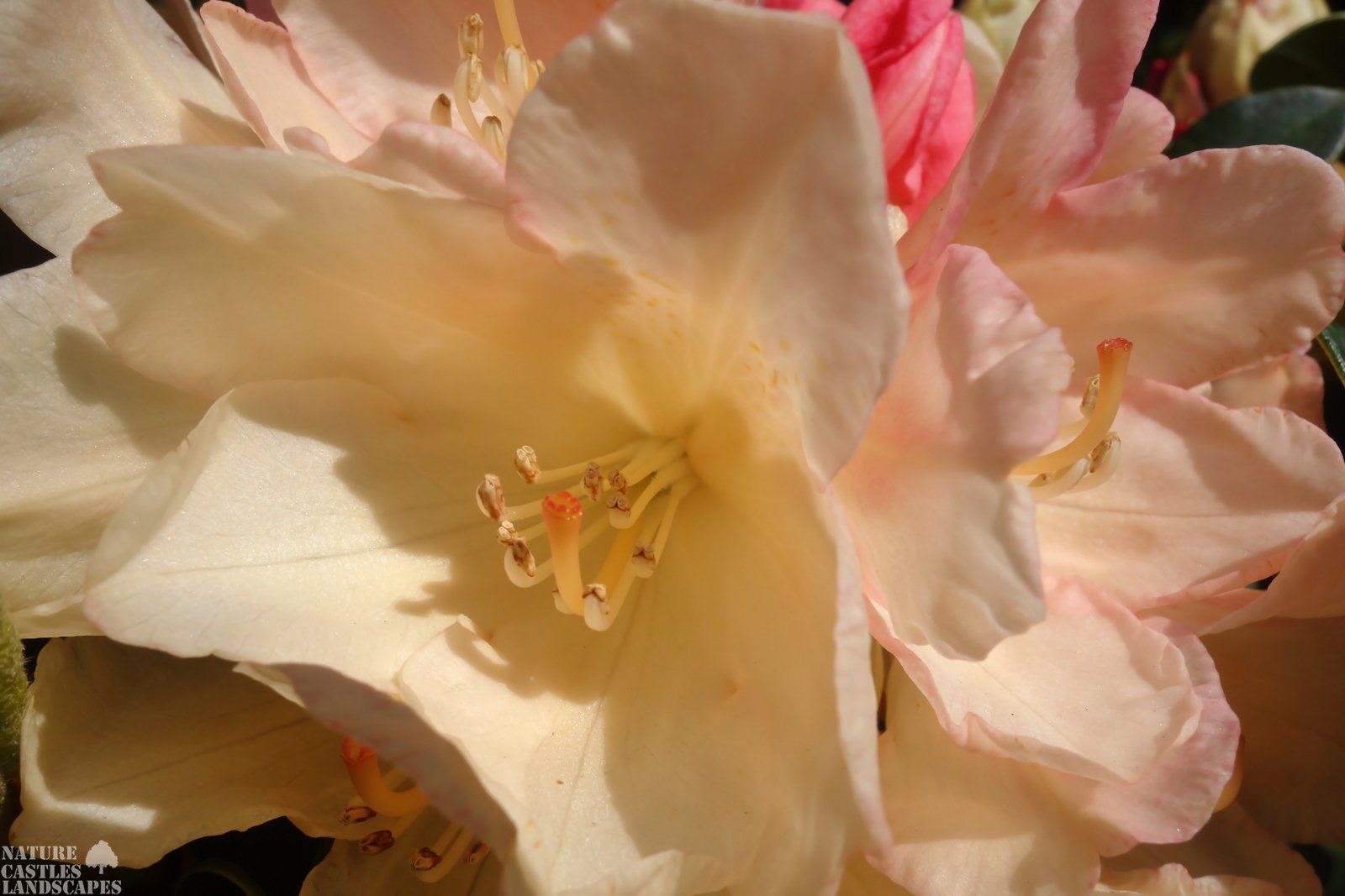 Blueten in der Sonne