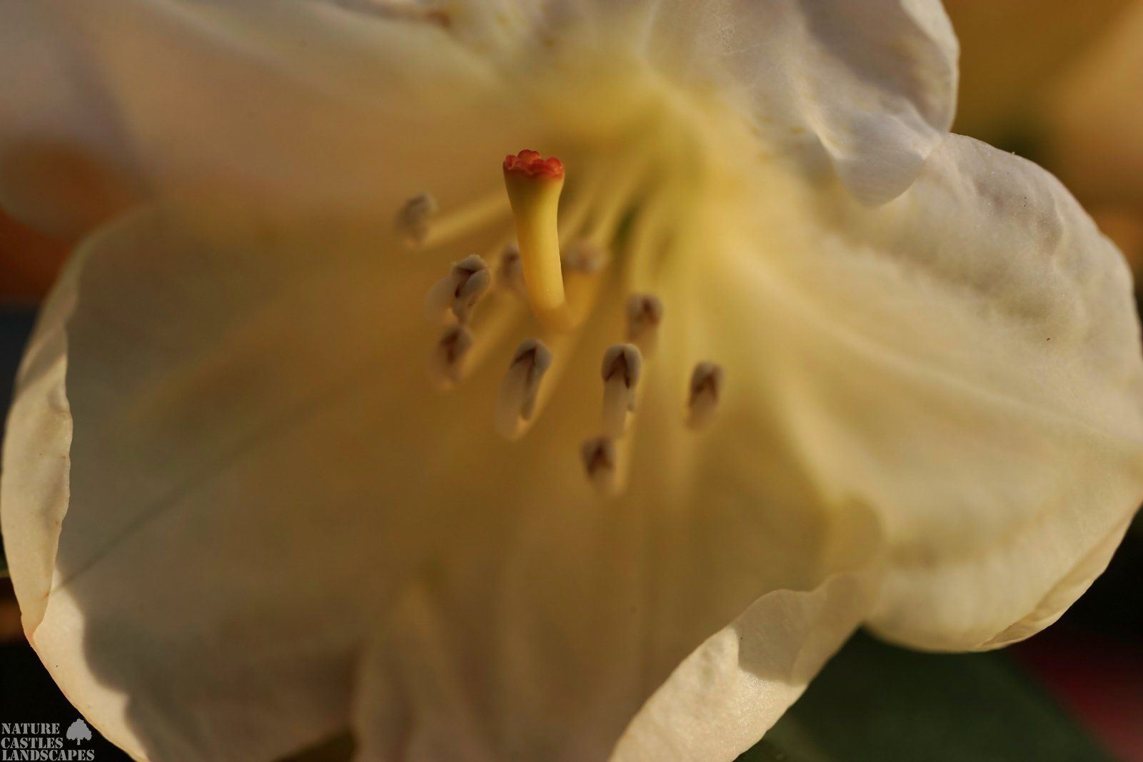 Einsichten in die Bluete