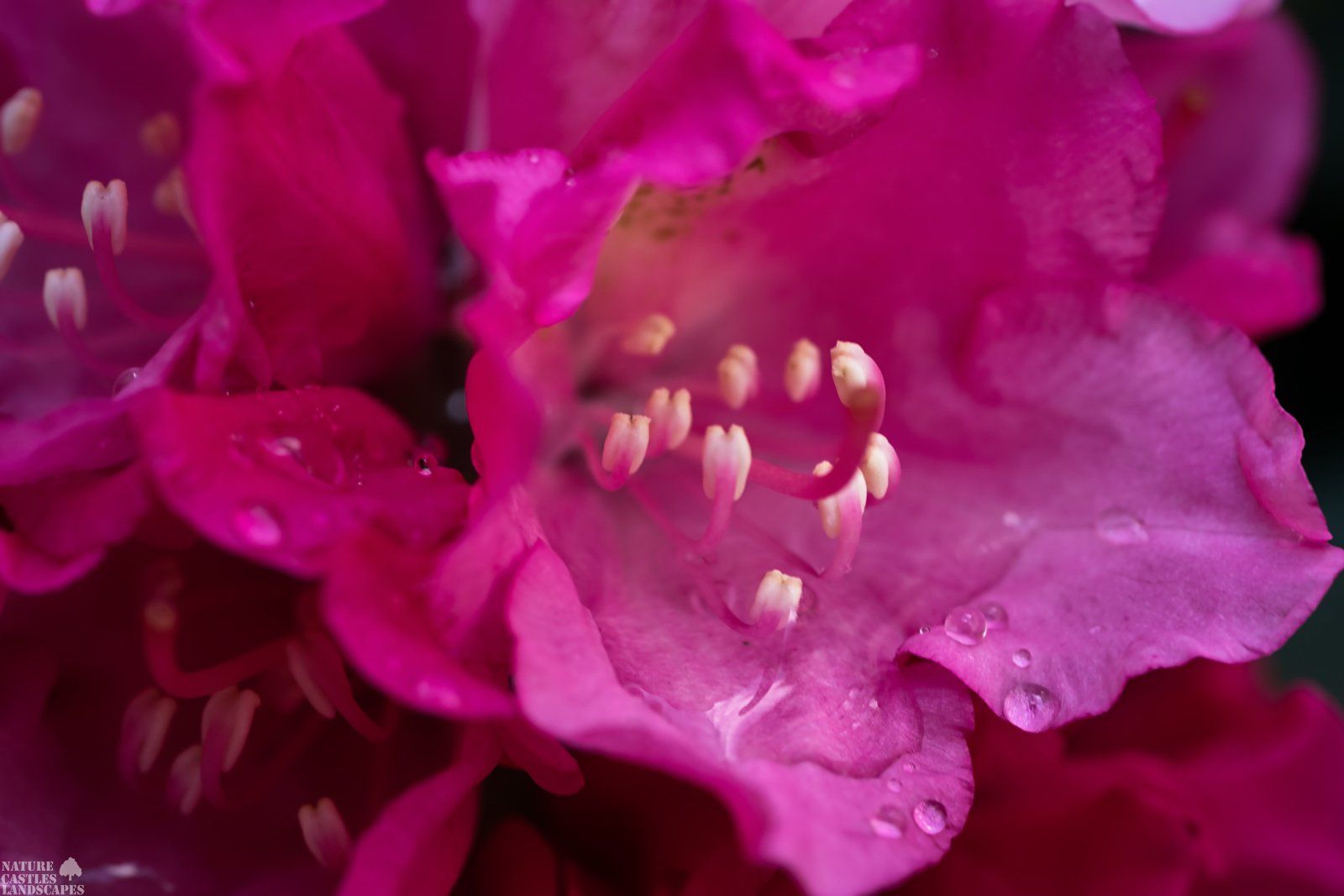 Sicherer Schutz in der Bluete