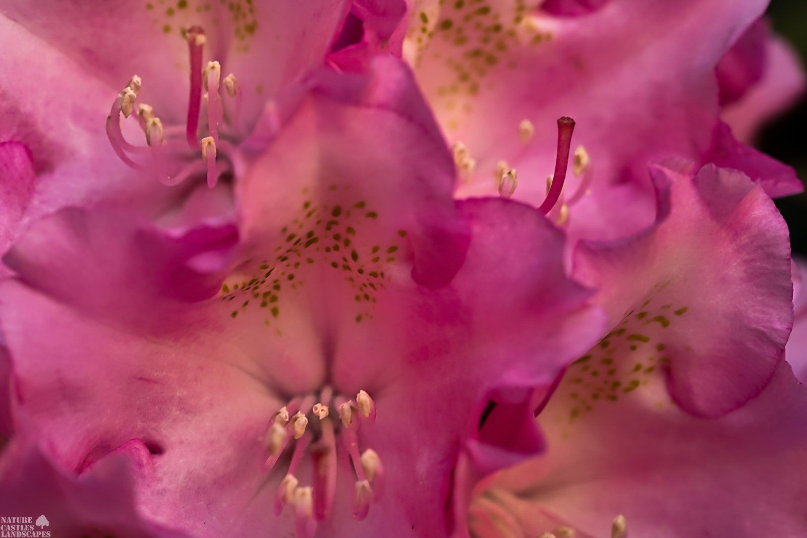 bluete der rhododendron yakushimanum