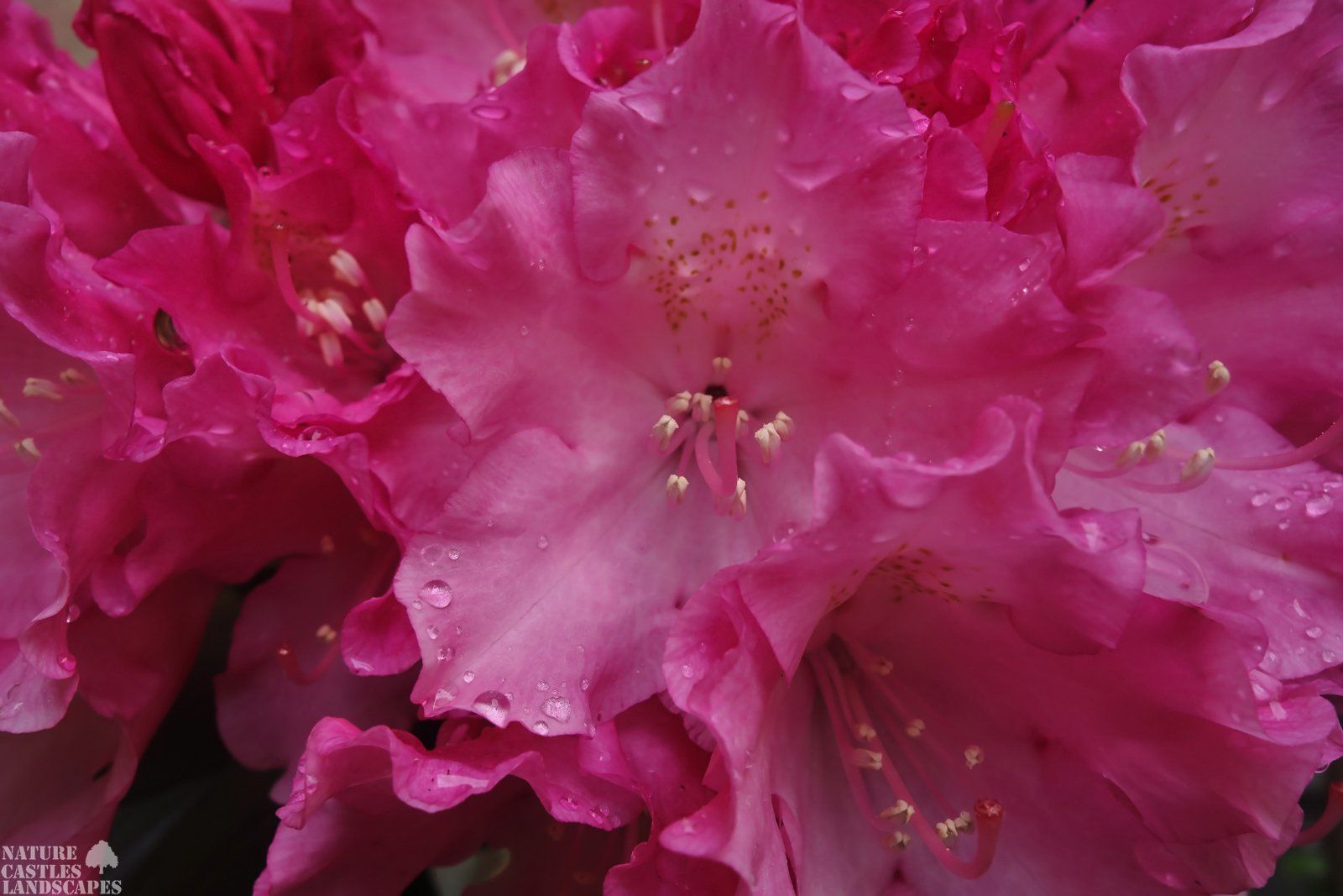 Rhododendron Blueten