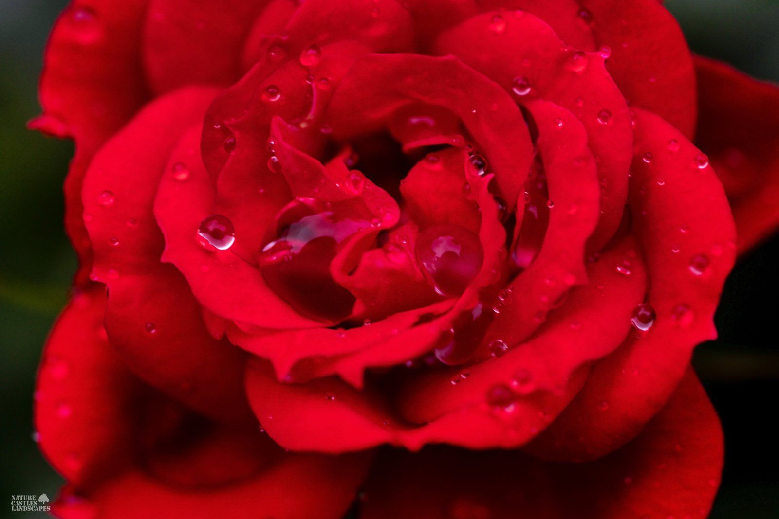 red rose picture of a rose after the rain