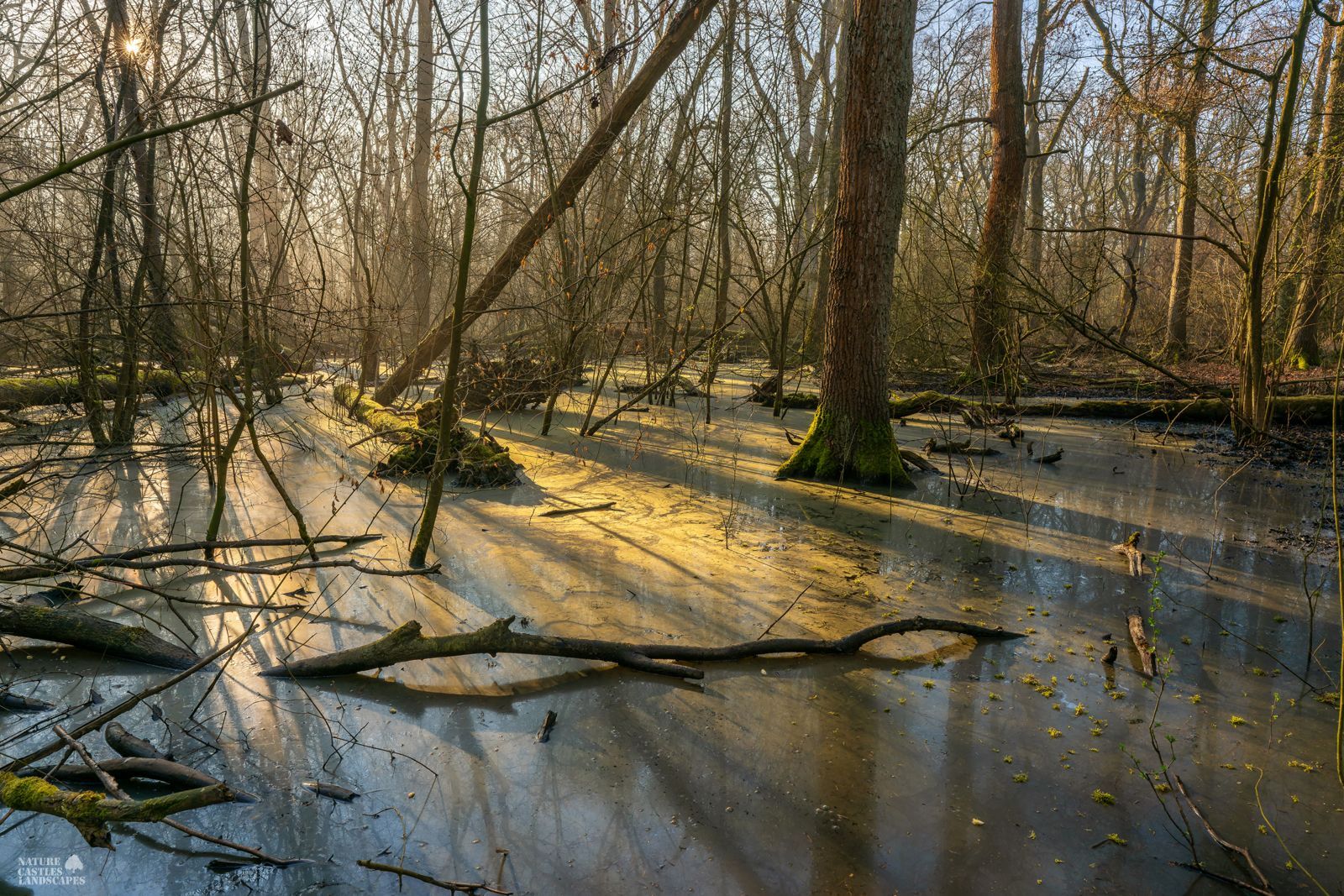 the new swamp forest near the city of marl