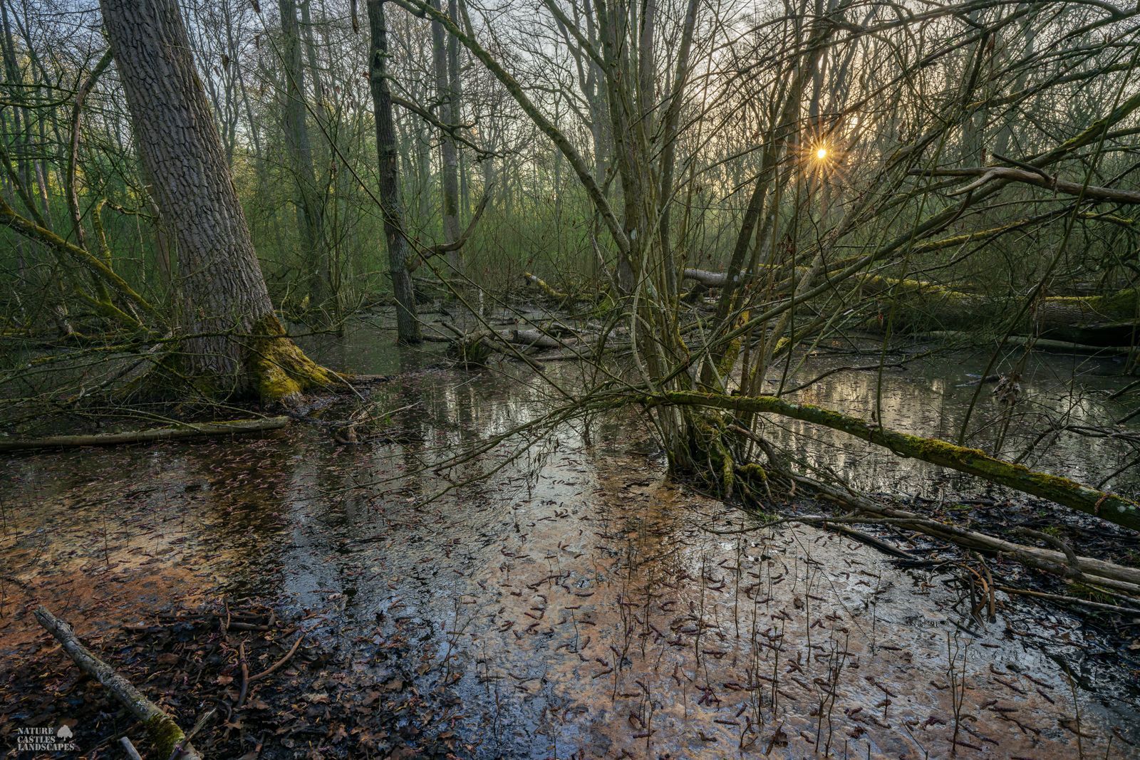 the new swamp forest near the city of marl at springtime