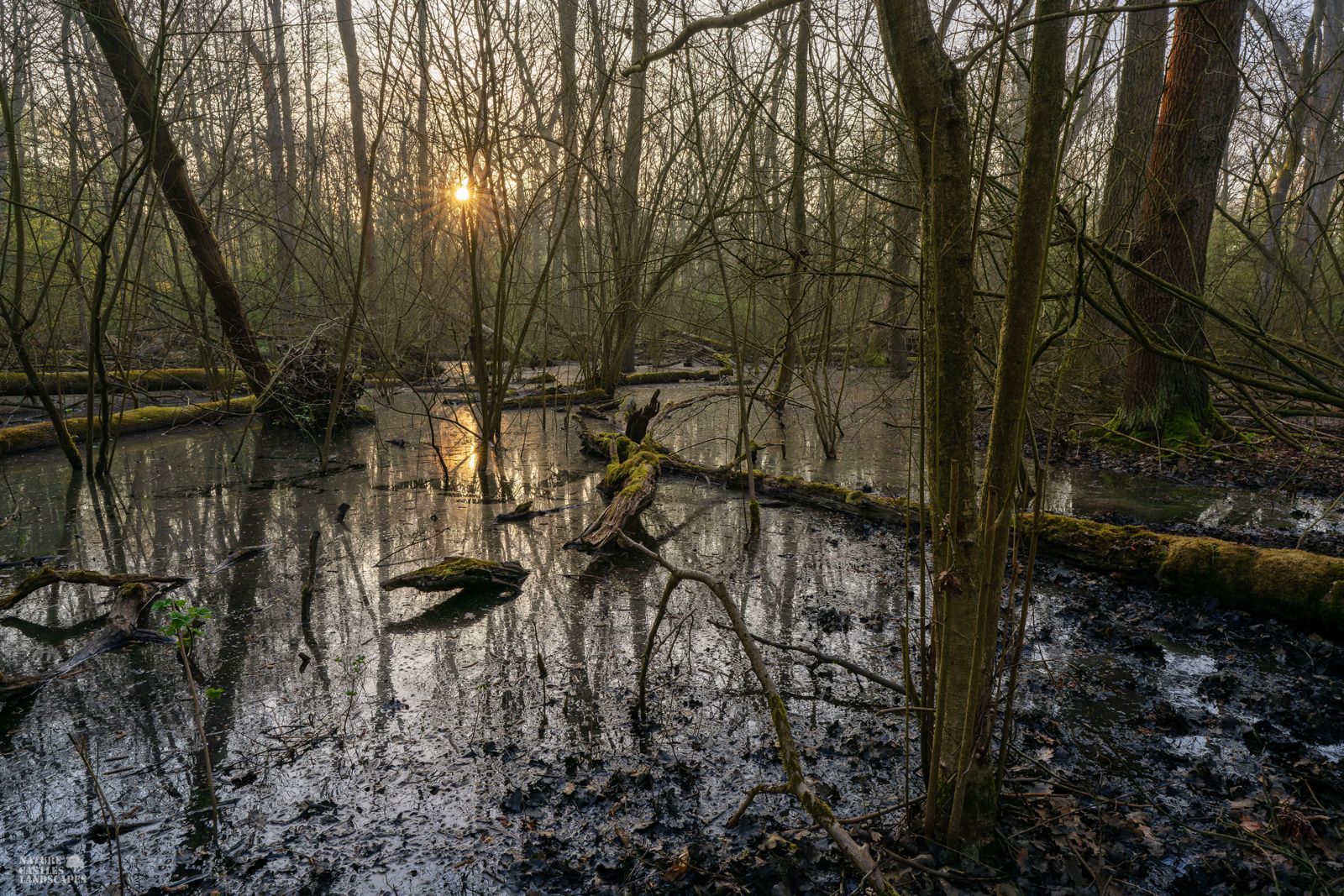 the new swamp forest near the city of marl in germany