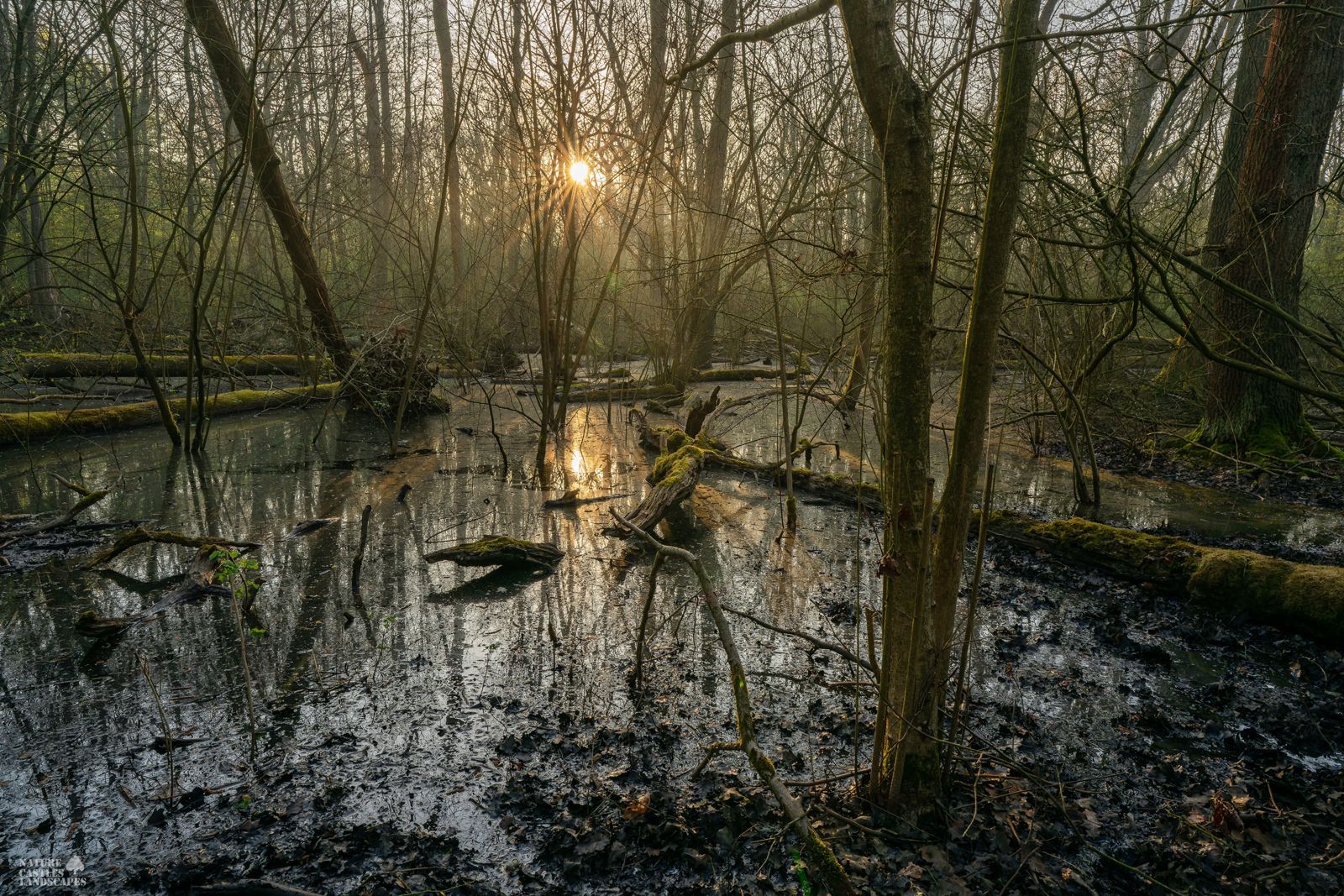 the new swamp forest at daybreak
