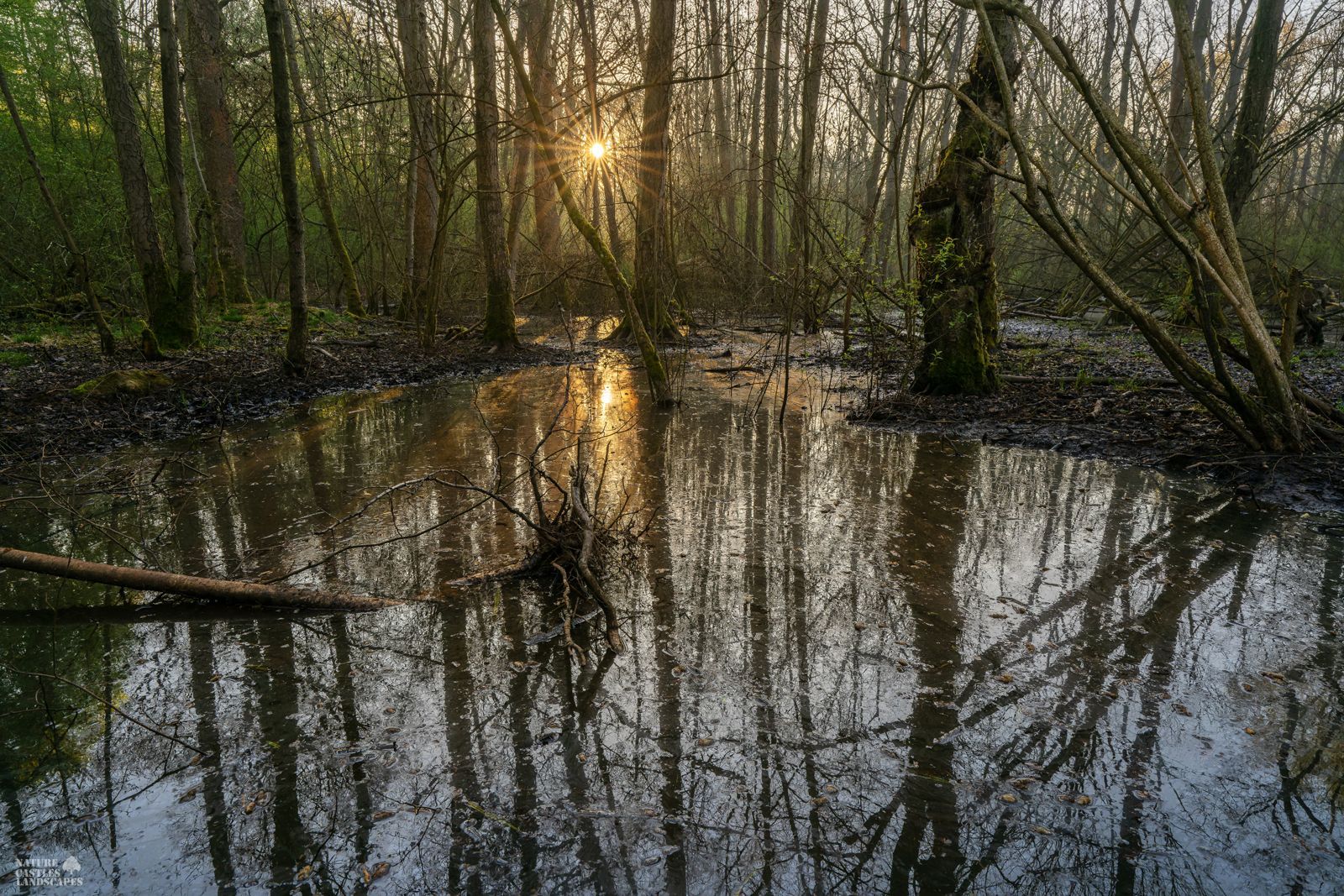 the new swamp forest at springtime