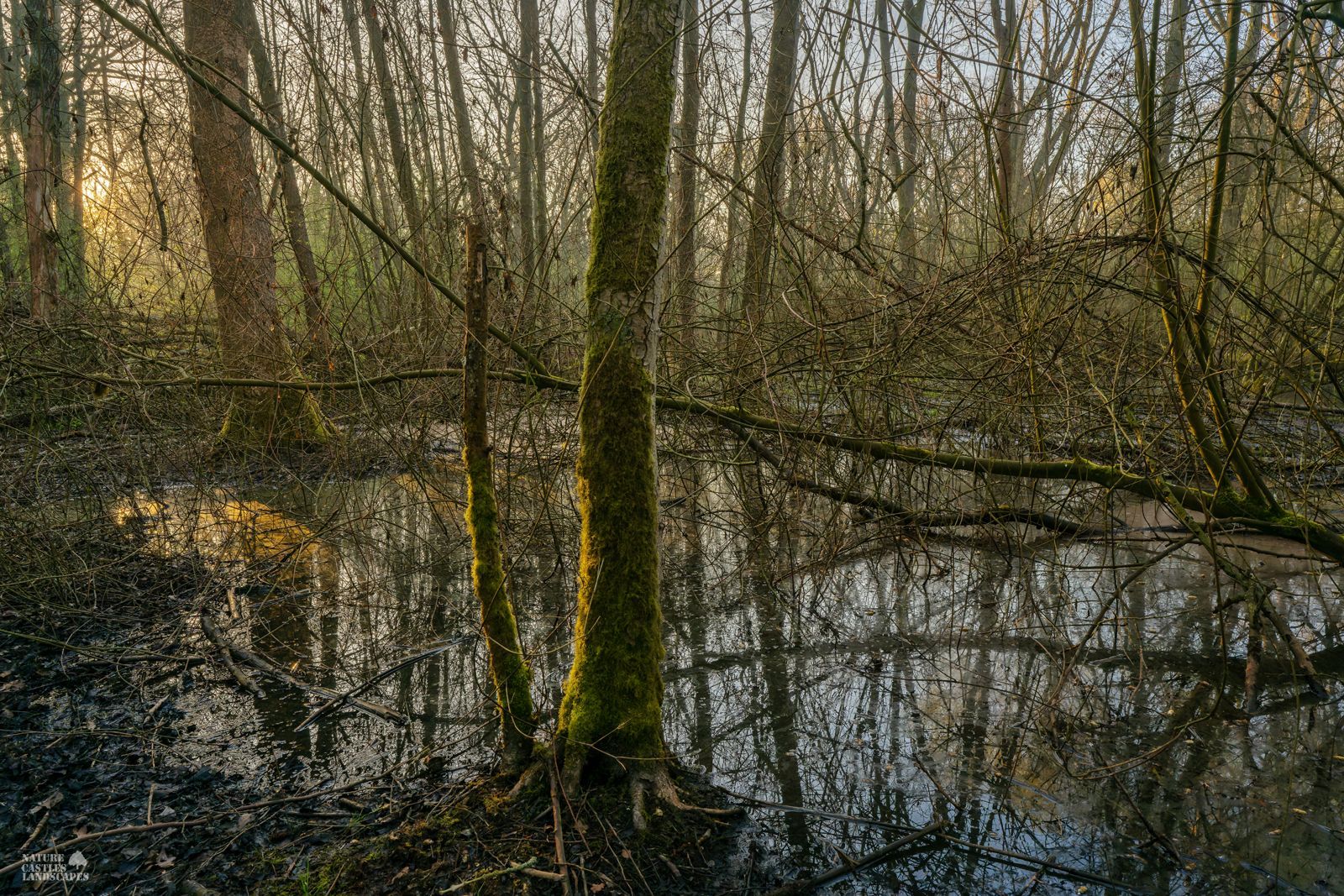 the new swamp forest at morningtime