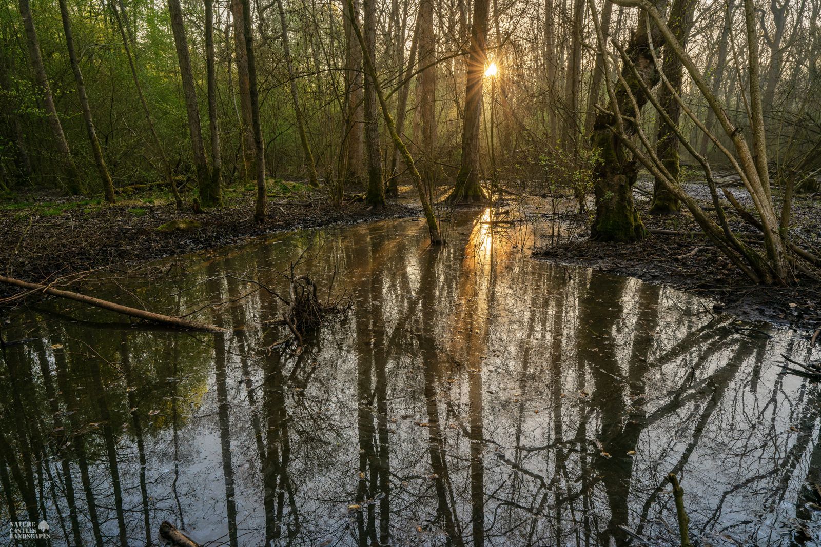 the new swamp forest in marl