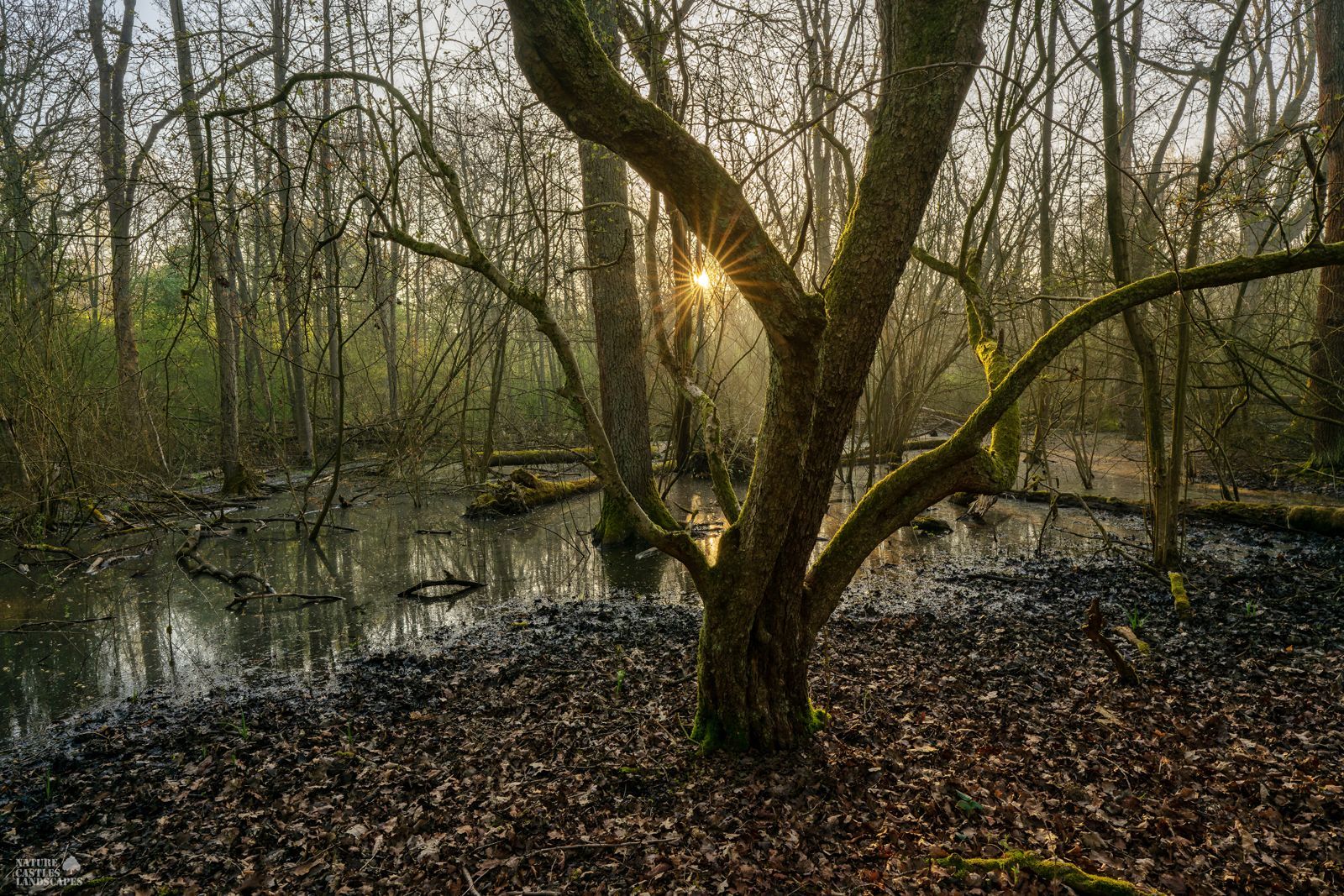 the new swamp forest