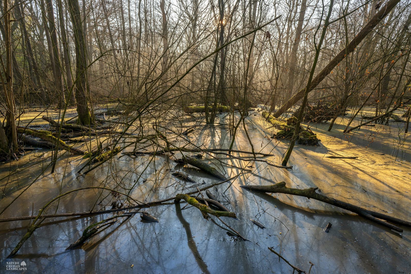 a new day at the new swamp forest near the city of marl