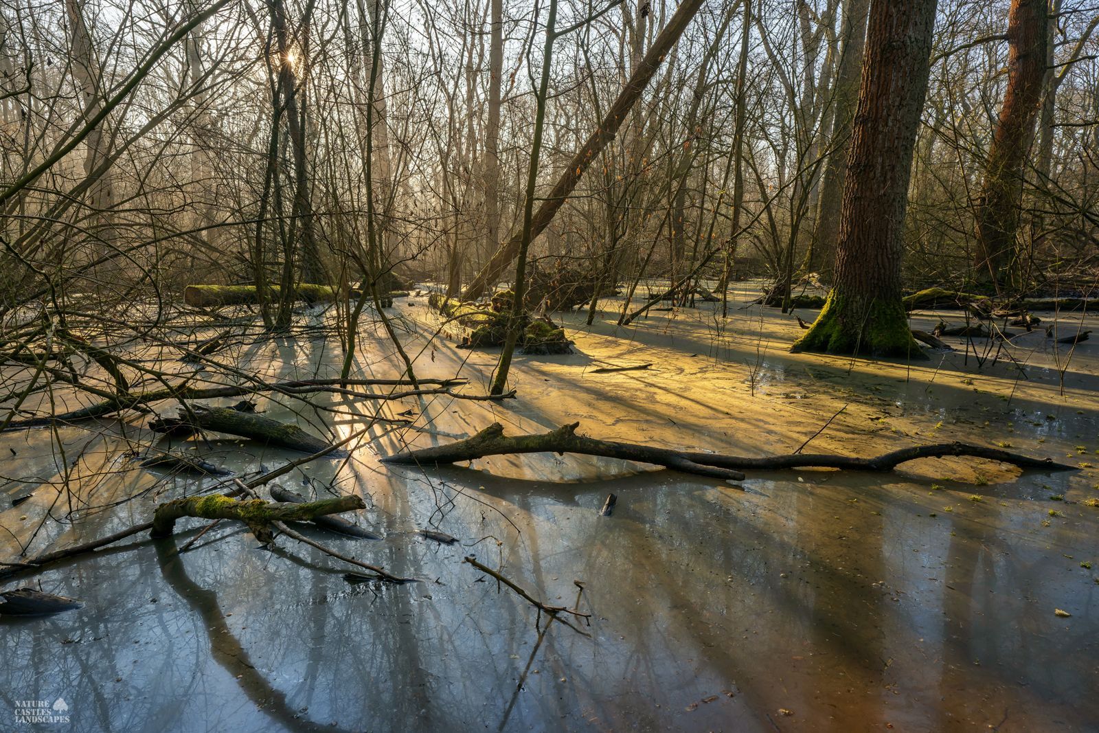 golden light at the new swamp forest near the city of marl