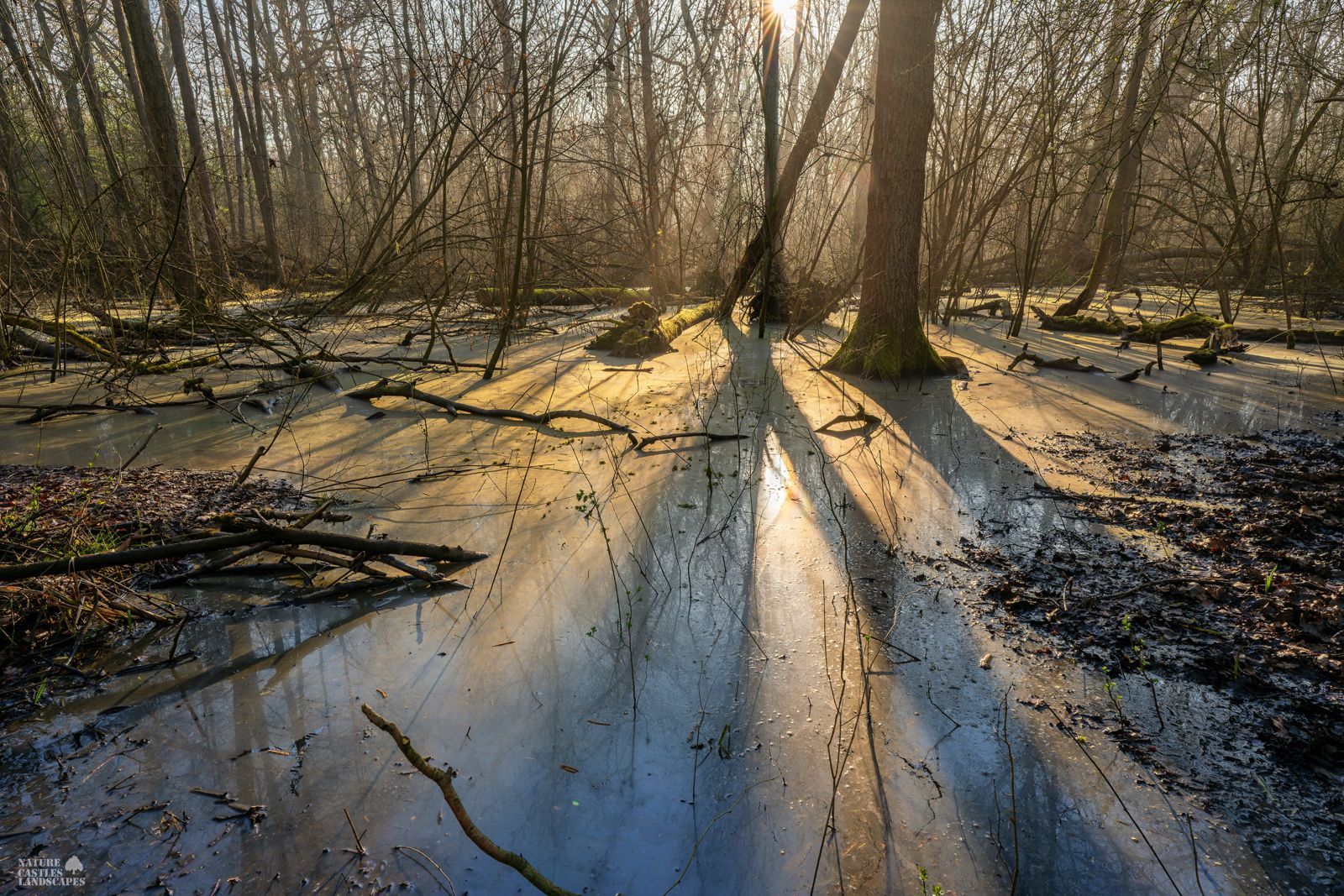 light and shadows in the new swamp forest near the city of marl