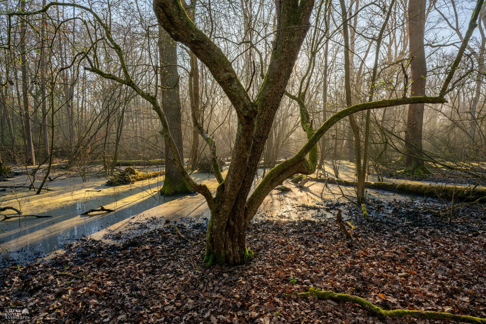 moosy tree in the new swamp forest near the city of marl