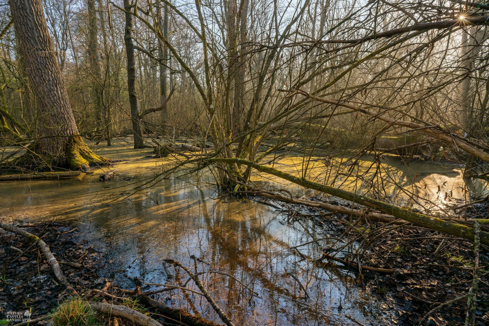 picture of the new swamp forest near the city of marl