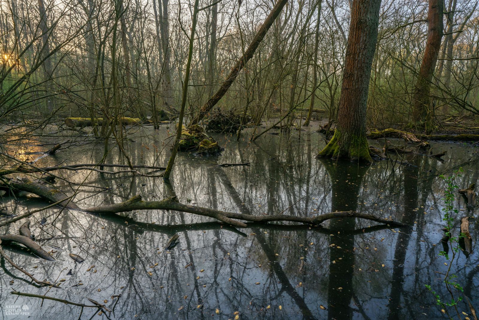 the new swamp forest near the city of marl at the morninghour