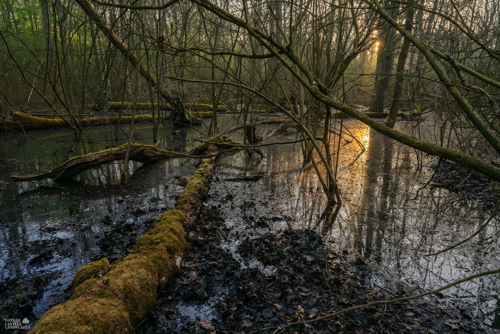 the new swamp forest near the city of marl early in the morning