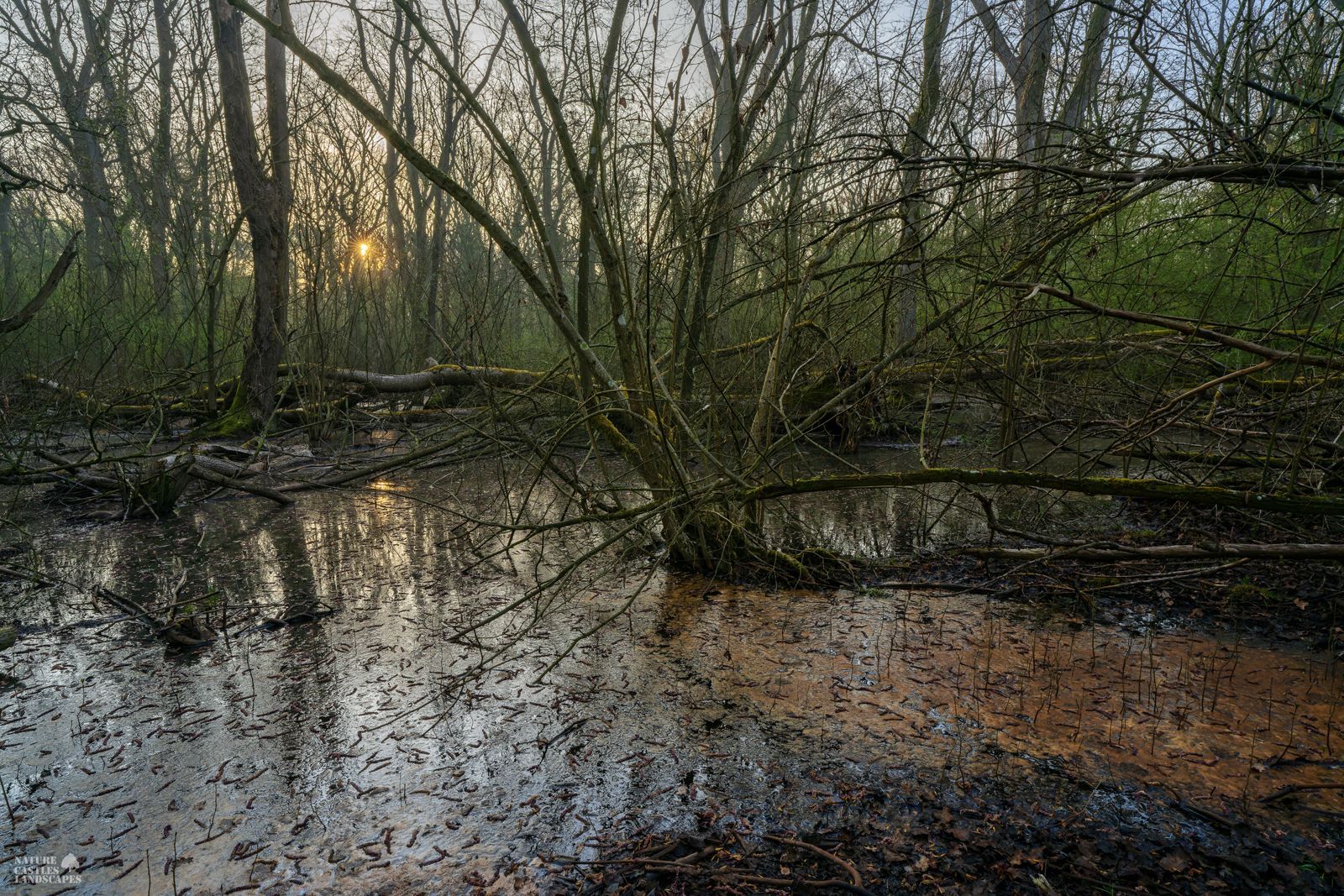 the new swamp forest near the city of marl at dawn