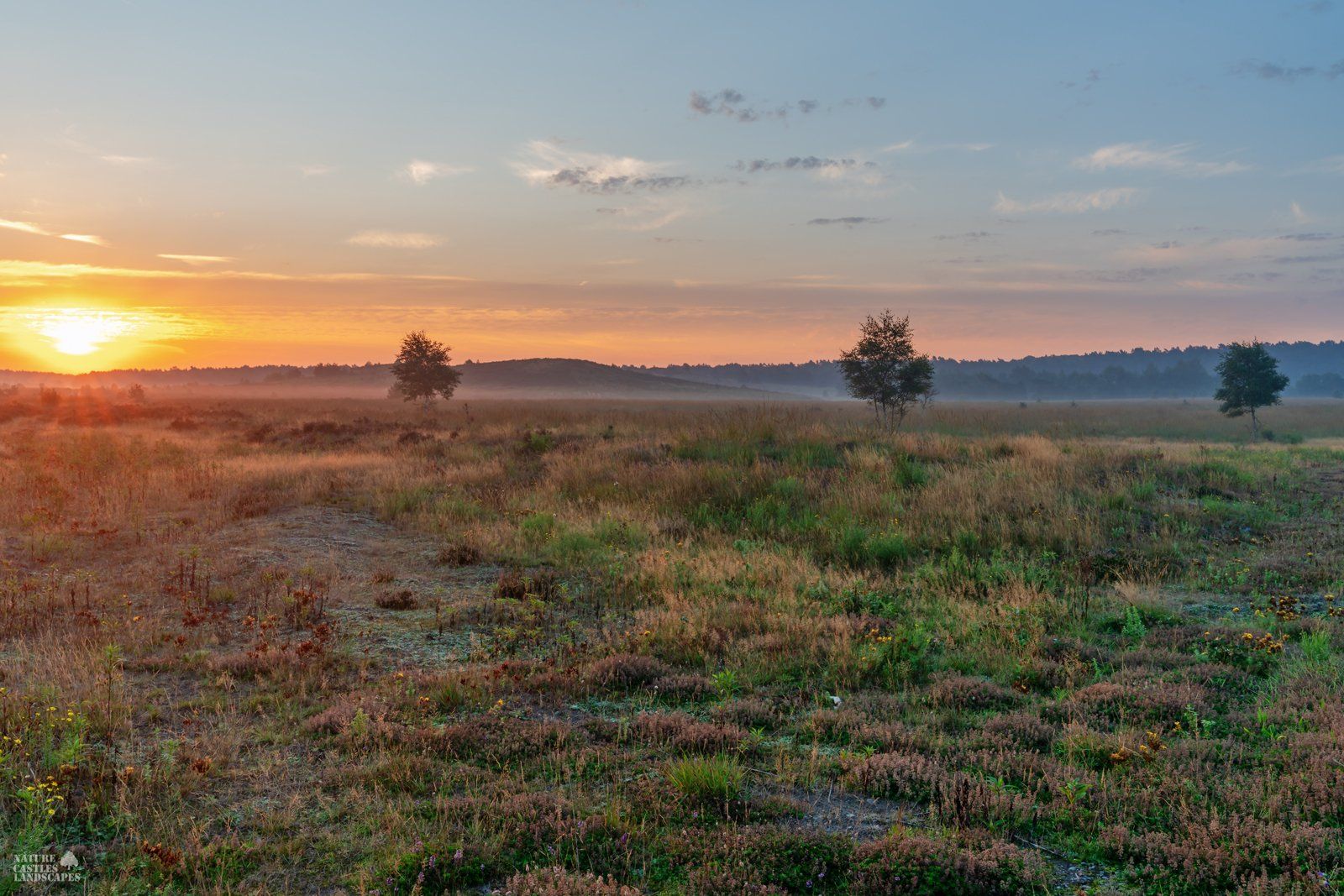 morning Mood at the hidden heathland in germany