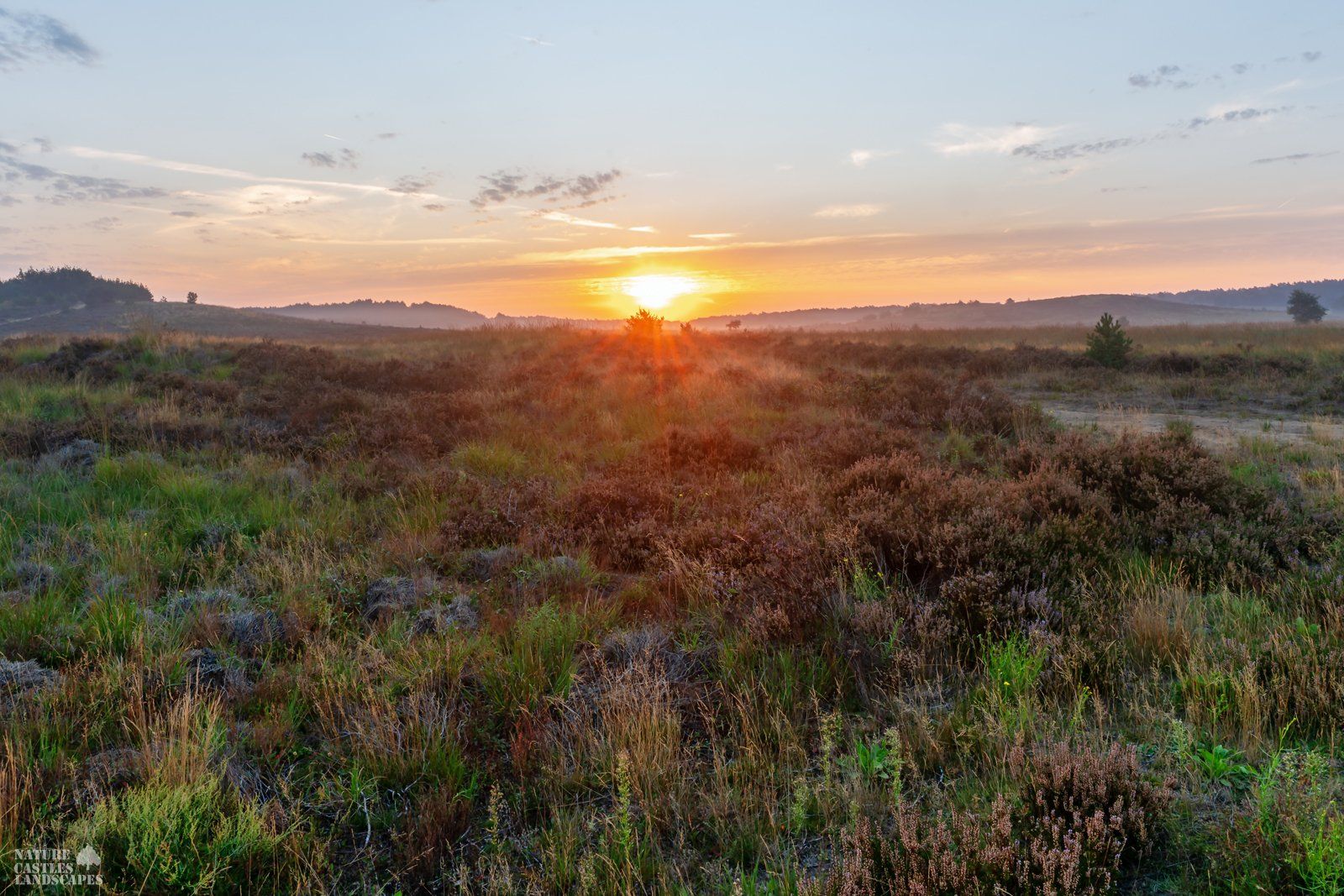 morning Mood at the heathland in germany