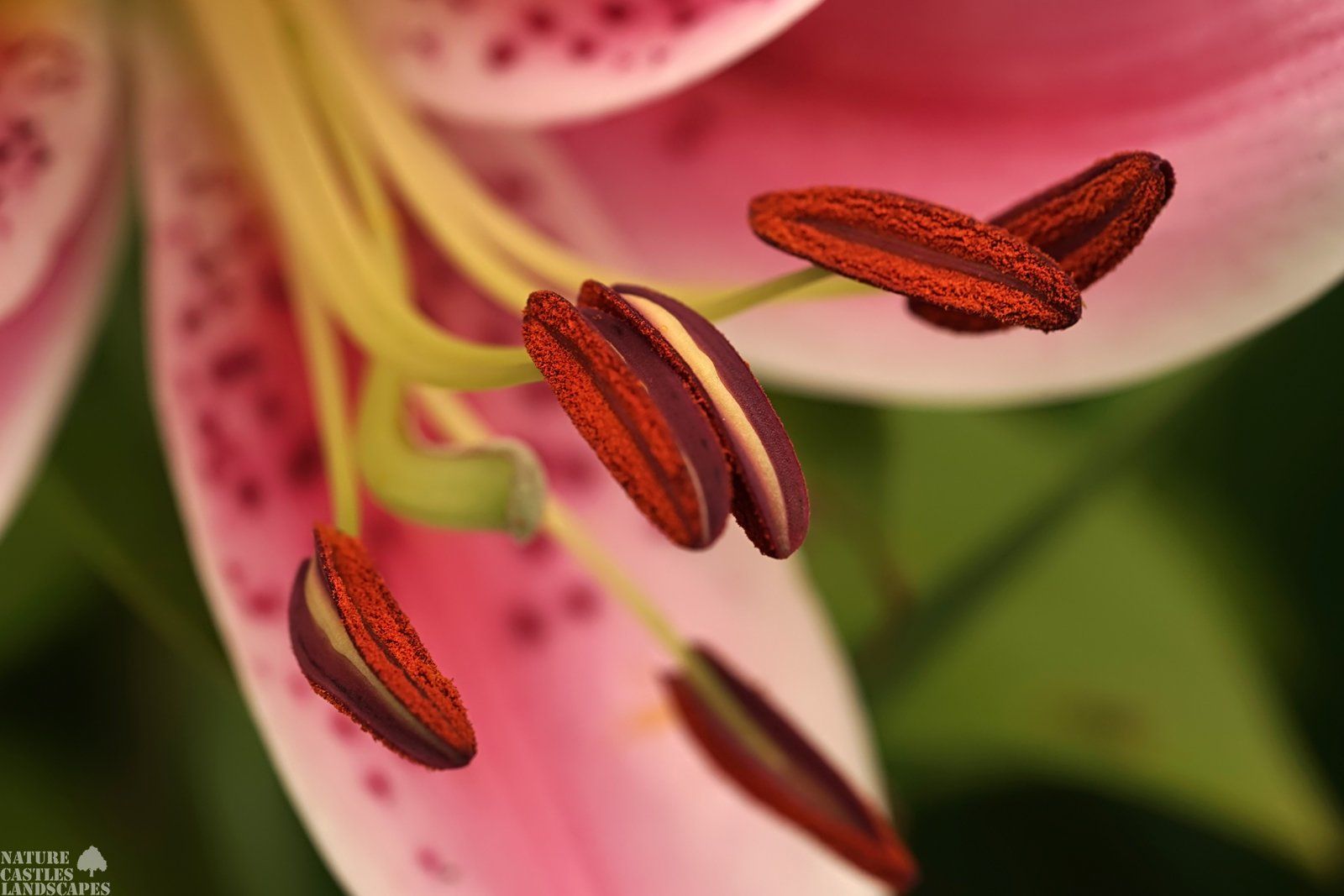 Stamen einer Lilie